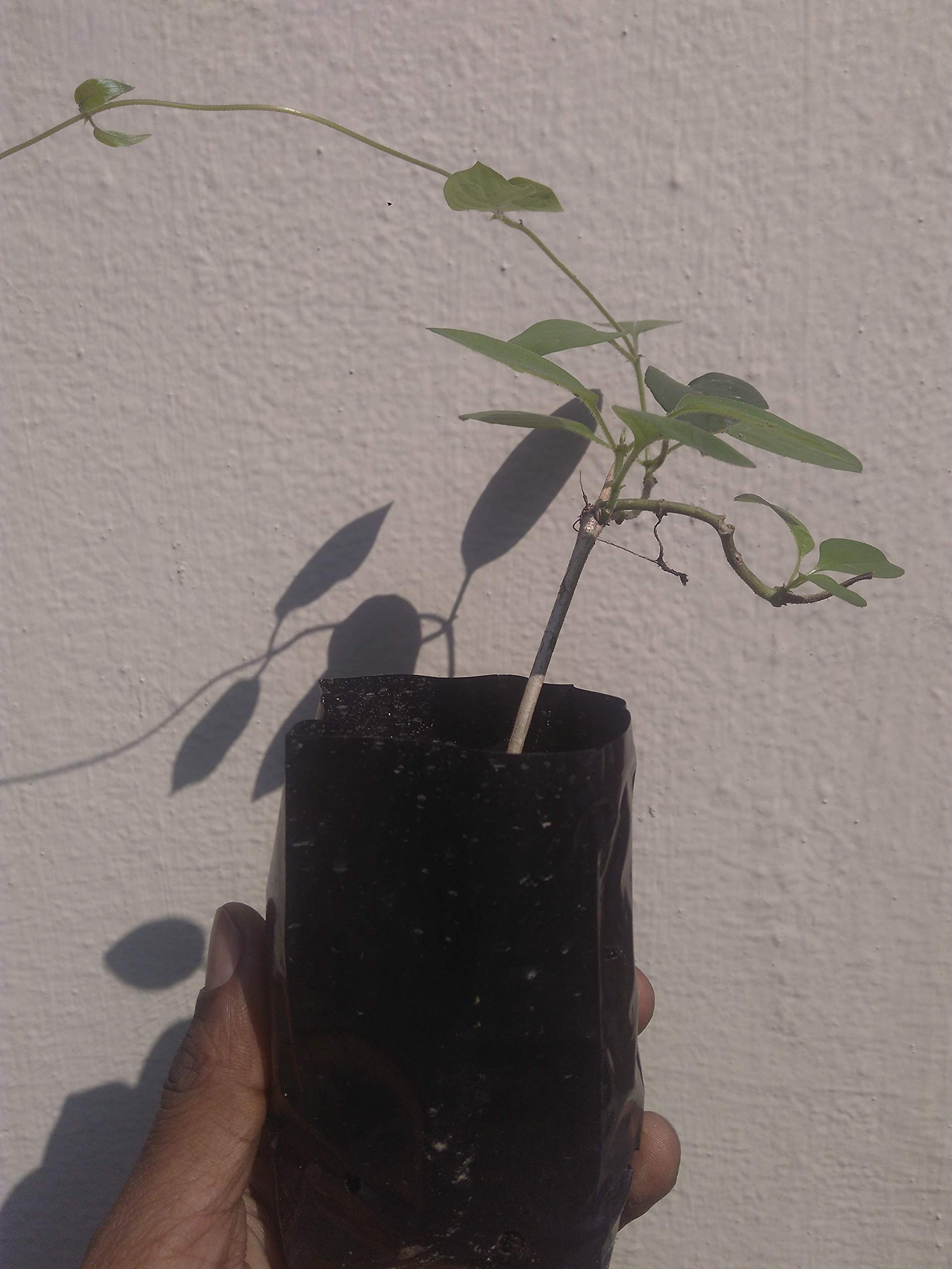 See full amazon price history chart for Gandhprasarini Bakuchi gandal Muthiar koonthal PAEDERIA FOETIDA live plant from GREEEN EARTH Gandhprasarini Bakuchi gandal Muthiar koonthal PAEDERIA FOETIDA live plant from GREEEN EARTH (B081CDS5Q1) Amazon Price History, Amazon Price Tracker