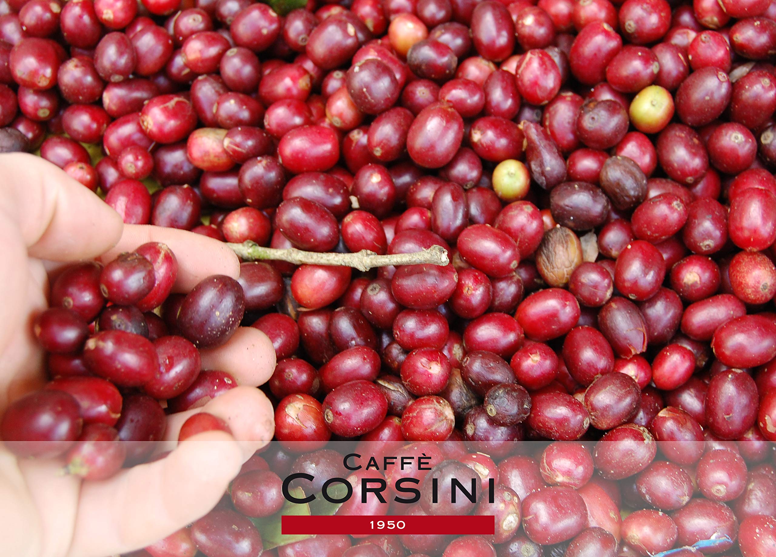 Caffè Corsini Classico Italiano, Capsule Compatibili Lavazza, A Modo Mio, Da 7.5 Grammi Di Caffè Macinato, 100 Unità, Confezione da 1