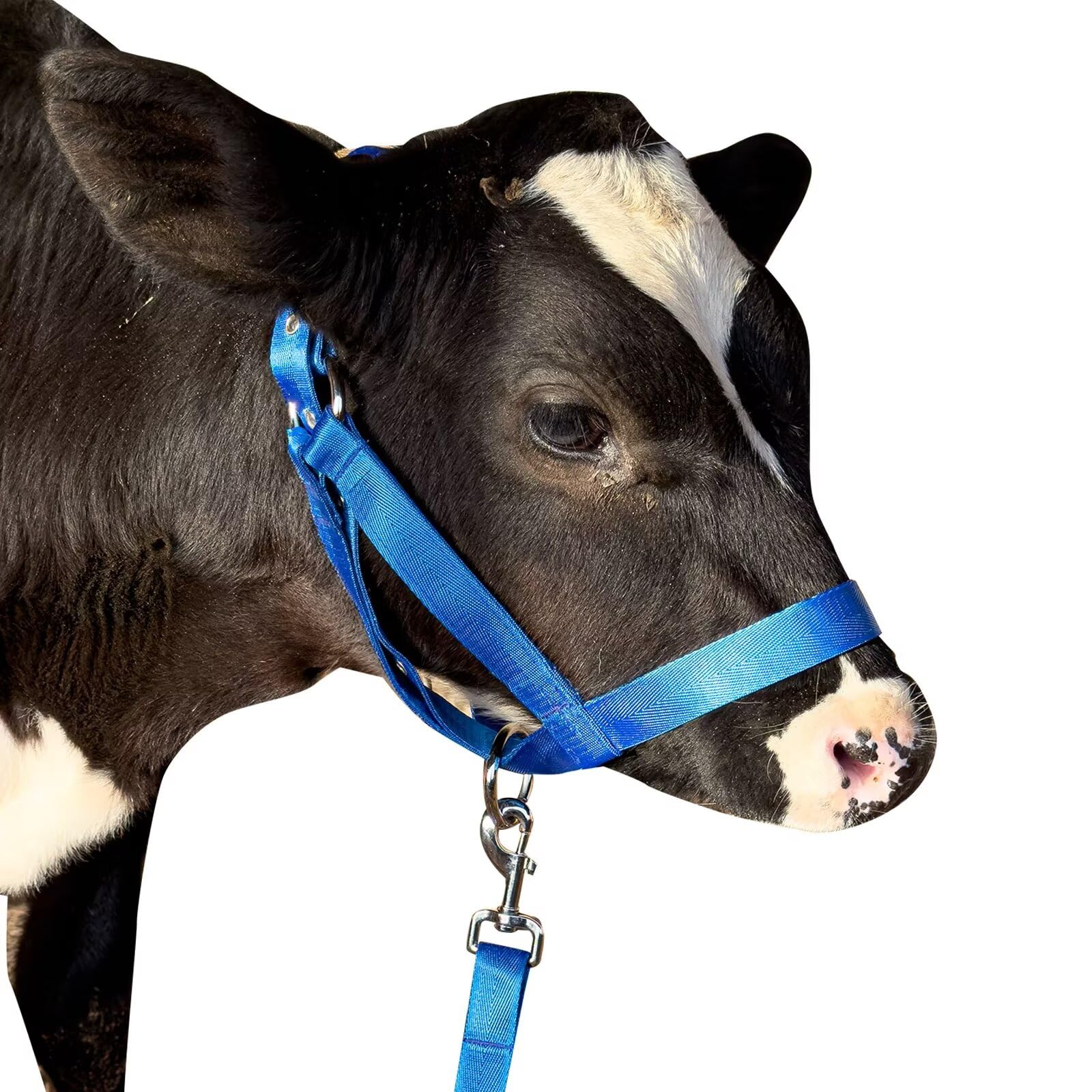 Cow Halter Cattle Halters Calf Halter with Leading Rope，Adjustable Nylon Livestock Cattle Halter，for Miniature Horse Donkey Goat Foal (Blue, Medium)