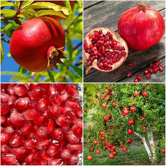 50 Pomegranate Tree Seeds for Planting(Punica granatum) Non-GMO Heirloom Fruit Tree Seed, Ornamental Flowering Shrub with Sweet Edible Fruit, Suitable for Home Garden, Pots & Outdoor Growing