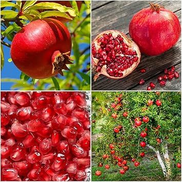 50 Pomegranate Tree Seeds for PlantingPunica granatum Non-GMO Heirloom Fruit Tree Seed, Ornamental Flowering Shrub with Sweet Edible Fruit, Suitable for Home Garden, Pots & Outdoor Growing