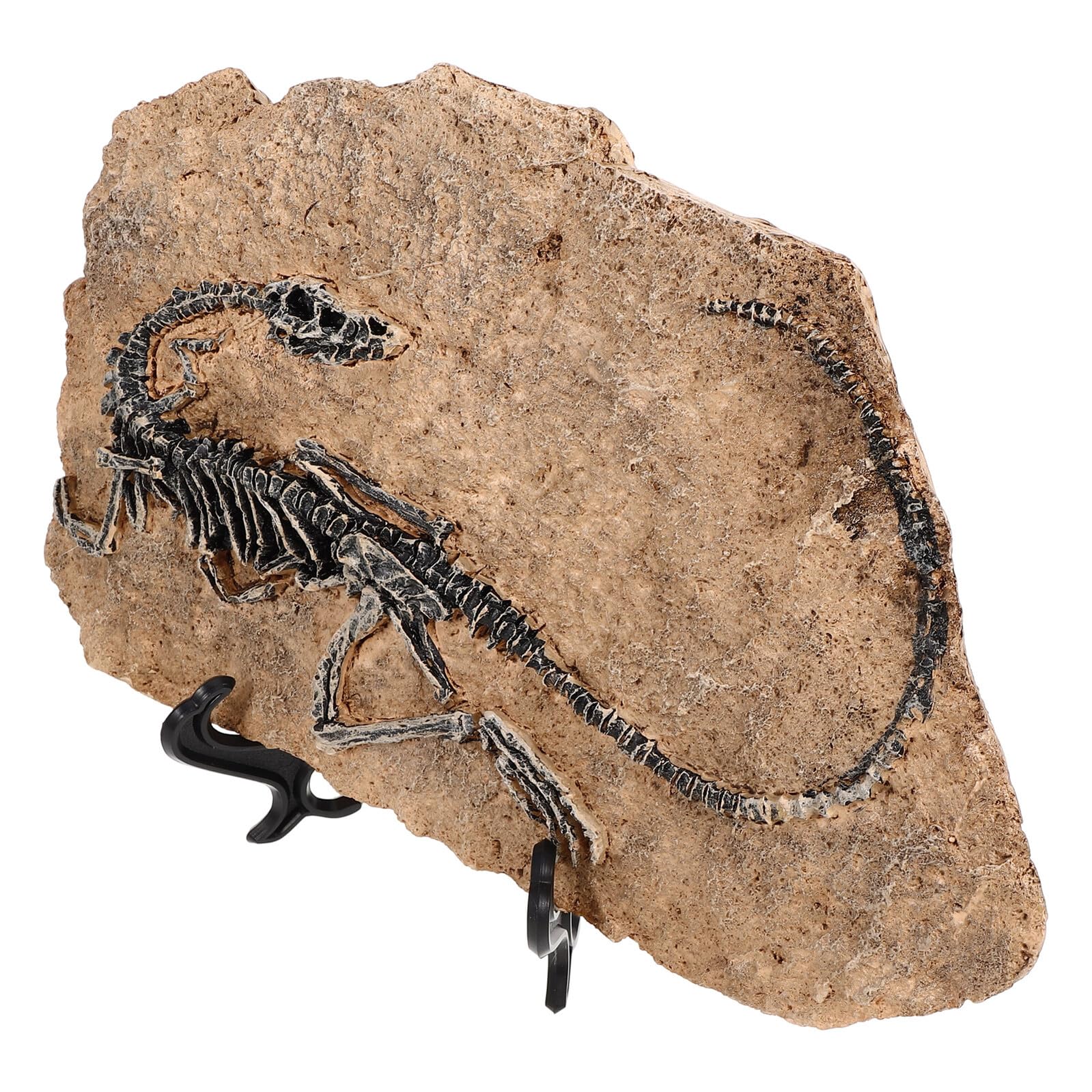 DOITOOL Statua Decorativa Ornamento Realistico per Arredamento di Fossile di Dinosauro in Resina e Regalo Educativi per Ragazza per Casa e Ufficio