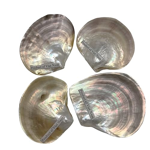 Miniatura 4 de PEPPERLONELY 4 unidades de plata perla M.O.P. Natural Pearl Oyster Sea Shells, 2-1/2 pulgadas ~ 3-3/4 pulgadas