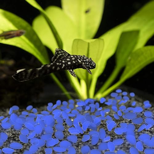 Miniatura 5 de Pure Garden Luces solares de guijarros que brillan en la oscuridad, 500 unidades, rocas decorativas azules para macizos de flores, pasarelas y patios