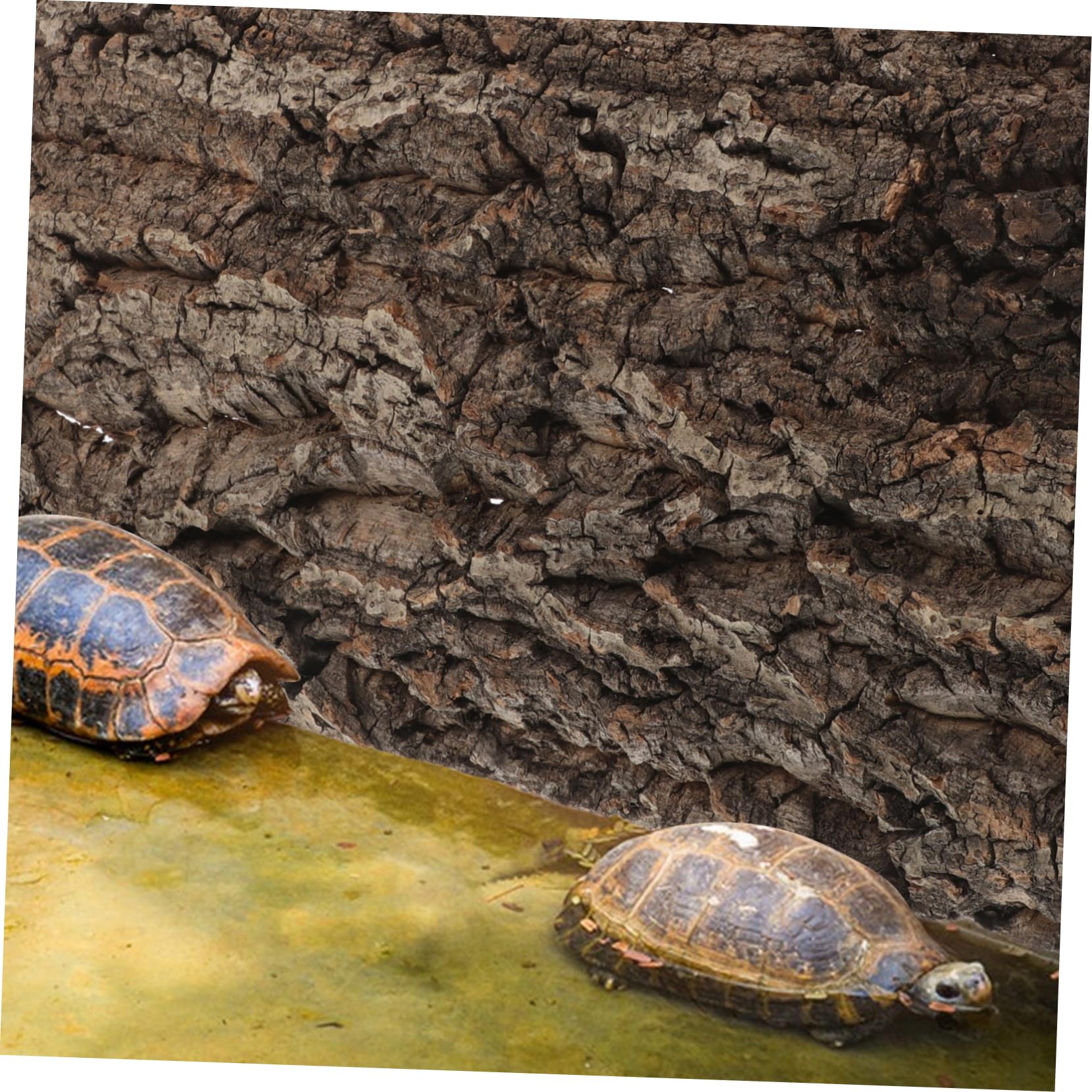 Decoración Natural De Corteza De Alcornoque para Terrarios y Acuarios De Reptiles Instalación Fácil y Ligera Atractivo Visual para Dragones Barbudos Geckos y Hábitats De