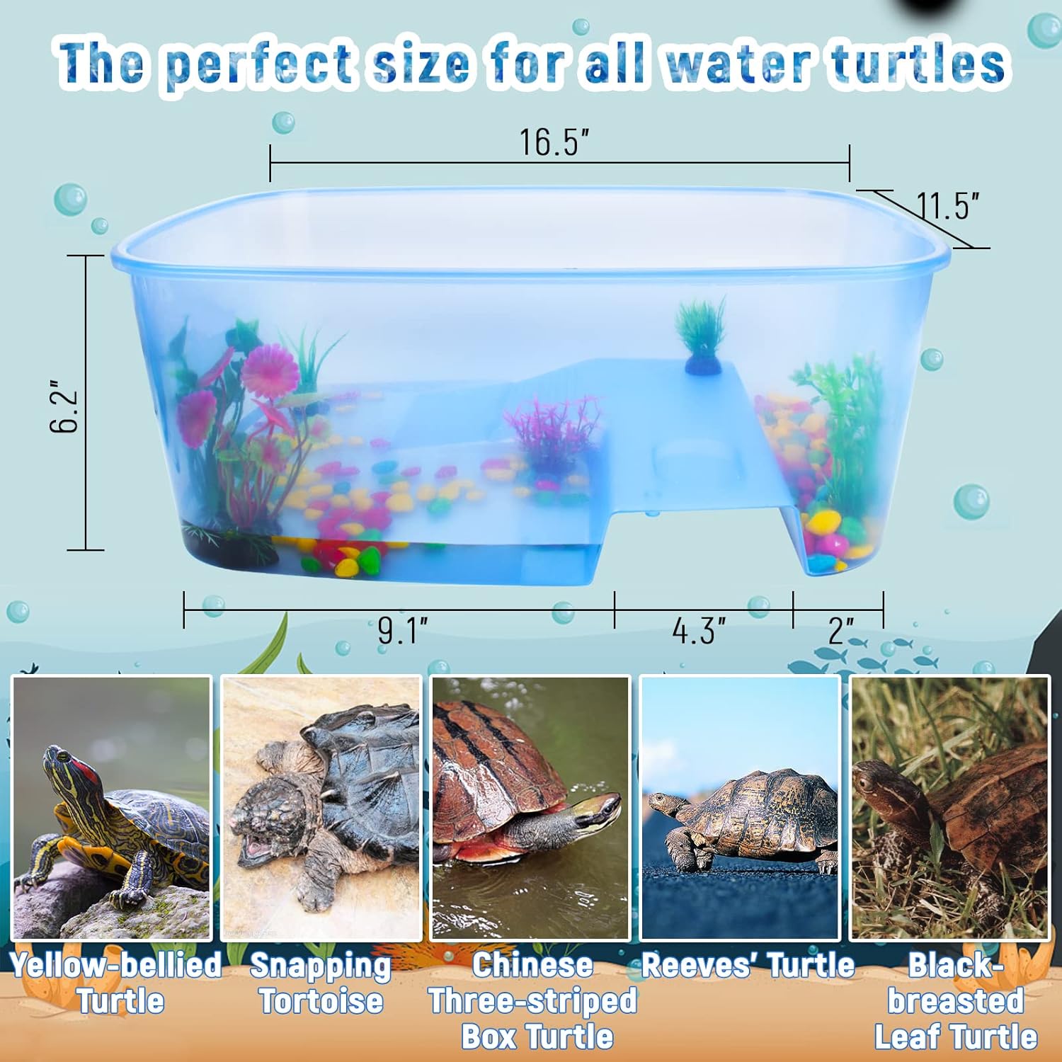 best turtle starter kit