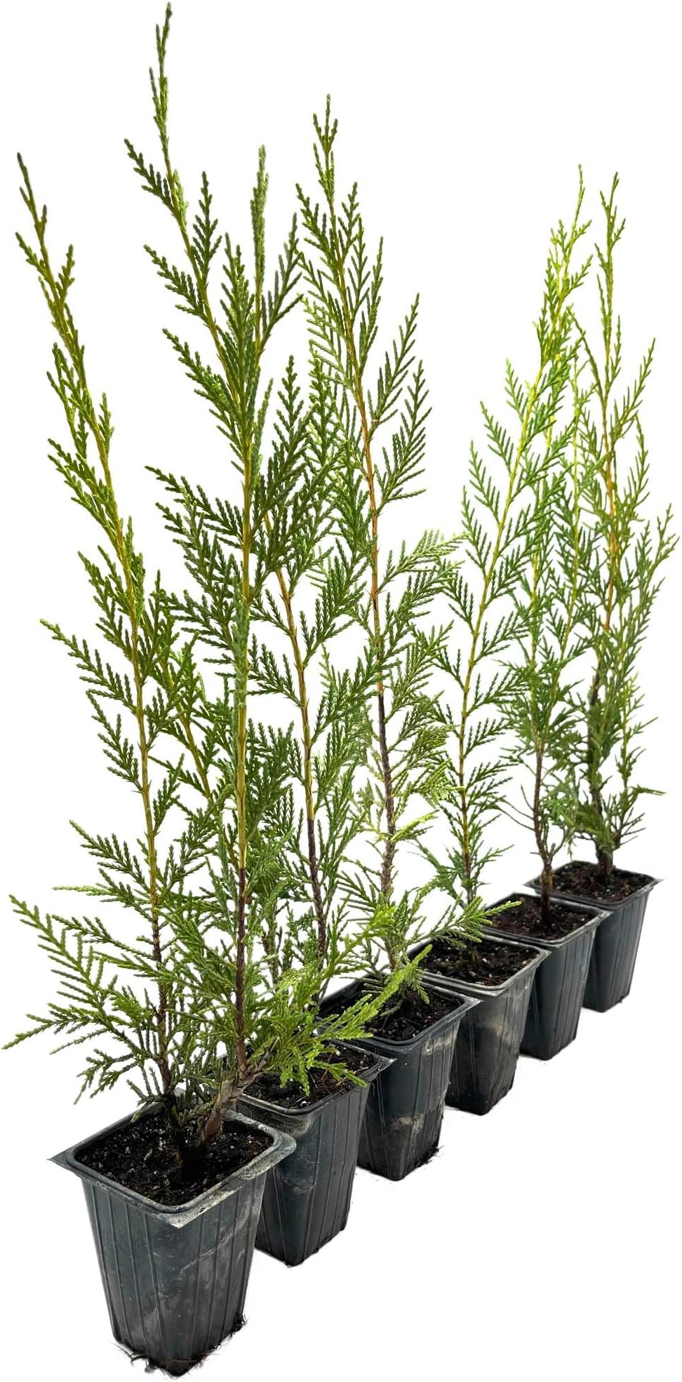 6 Leyland Cypress – Fast-Growing Tall Evergreen Conifer Tree with Dense, Feathery Foliage for Privacy Screens & Hedges (Cupressocyparis leylandii) in 3.5″ Cubes, Live Plants