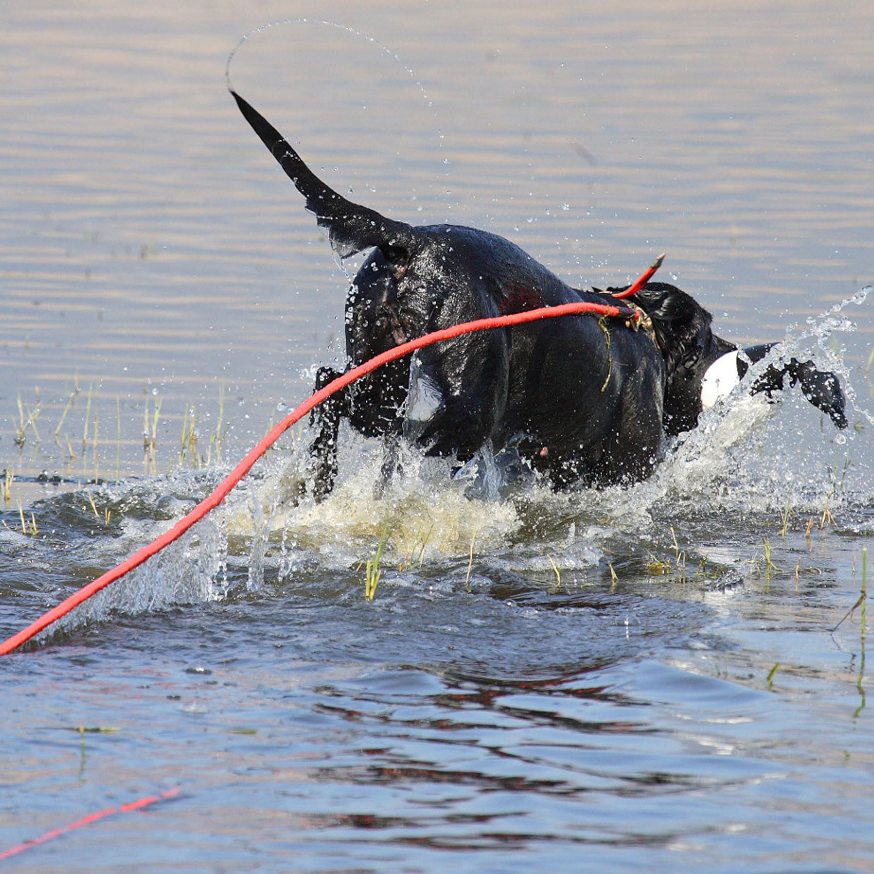 Avery Sporting Dog Schleppleine, 30 Fuß (Circa 9,14 Meter) Lang, Trainingsleine, Hundezubehör, schwimmfähig, Orange