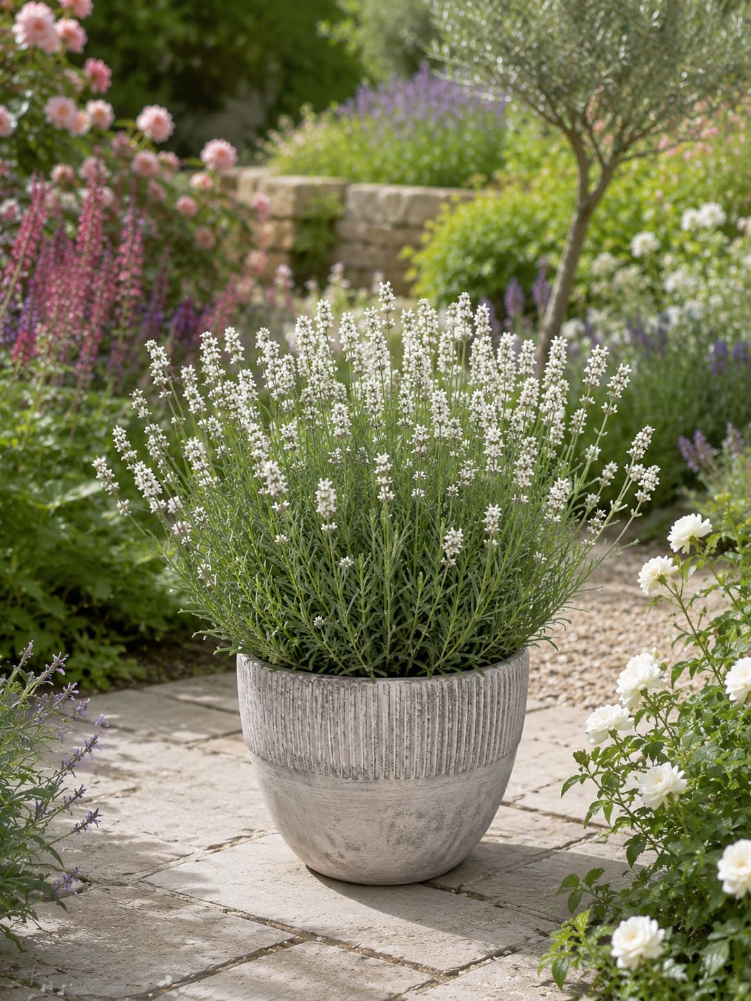 White Lavender Plant in 12cm Pot, Garden Ready