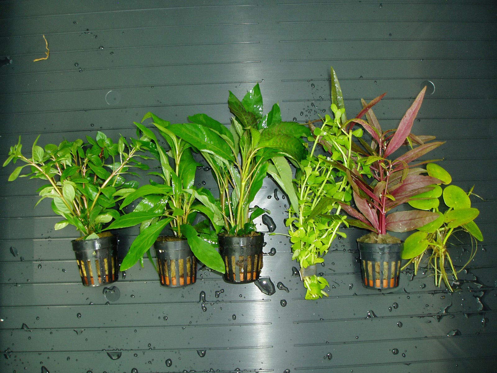 ACUARIOS MARSAN Plantas de Acuario. Lote 6 Tipos B