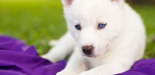 Husky Pup Wallpapers HD