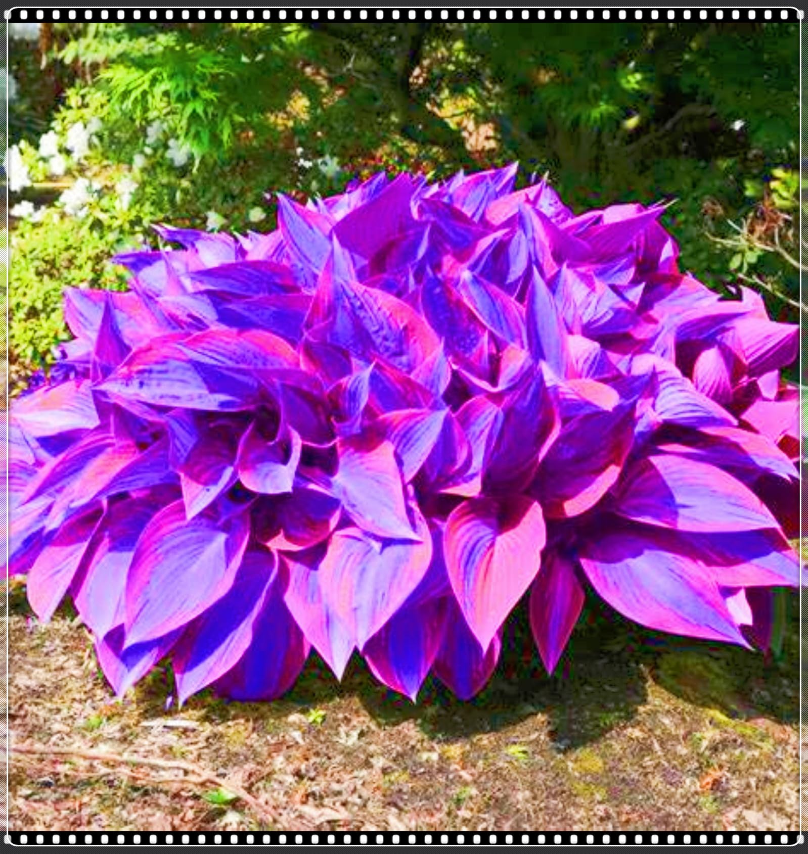 Rare Hostas Hostas Plants/Ornamental Flowers/Plant Bulbs/Hardy Perennial/Wedding Flowers-15bulbs-c — image 1