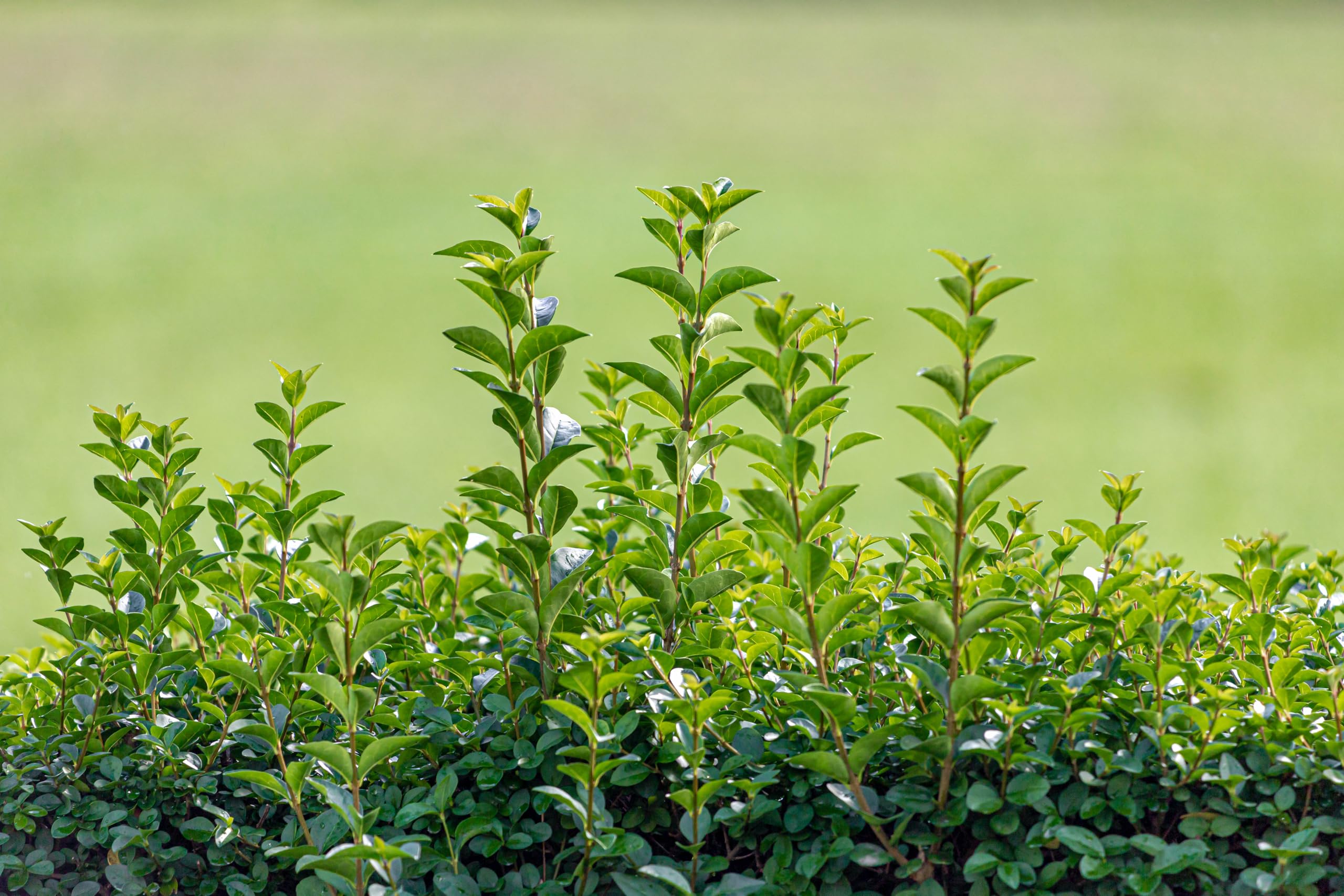 Stauden Gänge 10 x Ligustrum ovalifolium 'Green Diamond' winterhart
