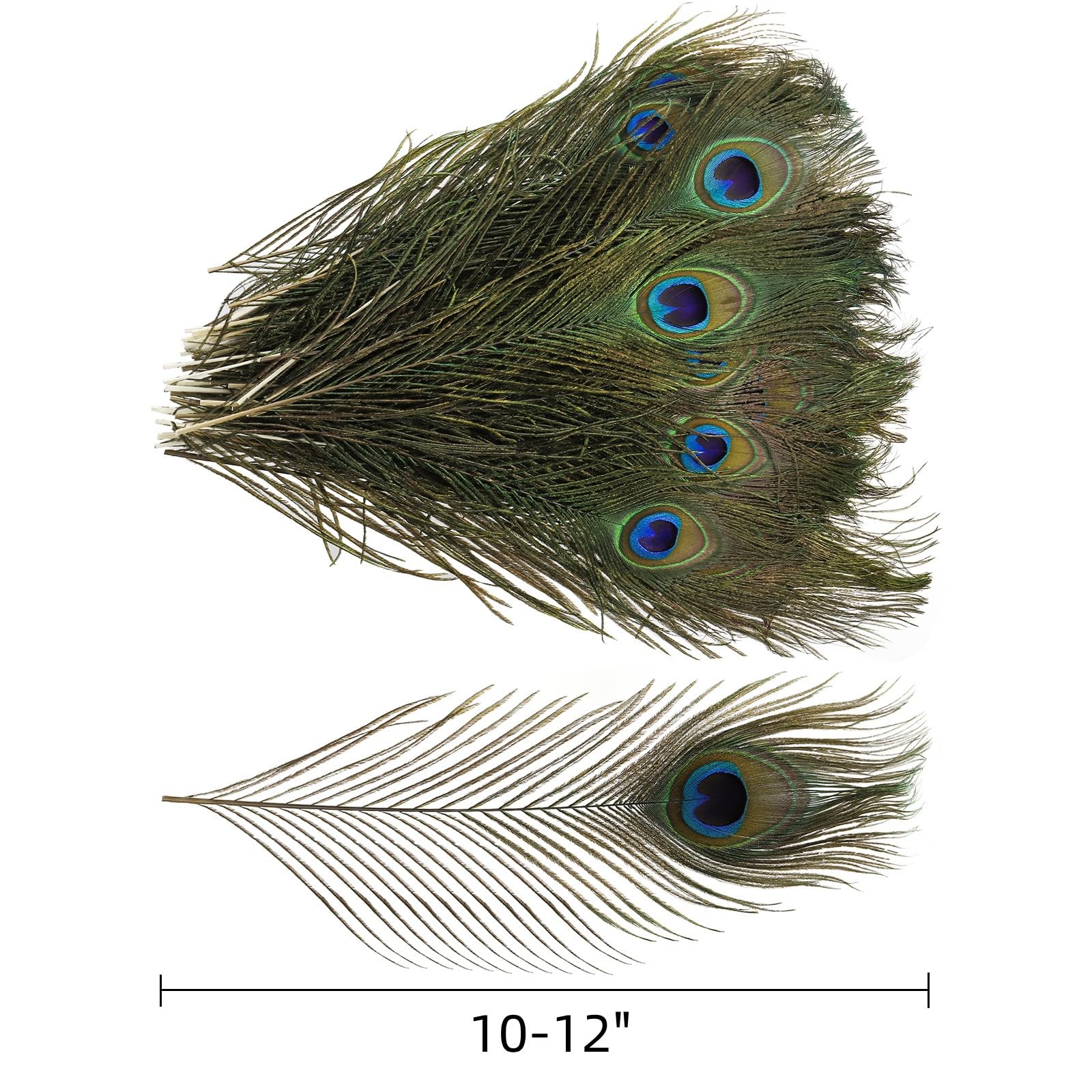 Goaste 50 Pack Real Peacock Feathers, 10-12 Inch Natural Peacock Eye Feathers for Floral Arrangements, Wedding, Home Decoration, Party Decoration, DIY Craft, Christmas Tree Decor