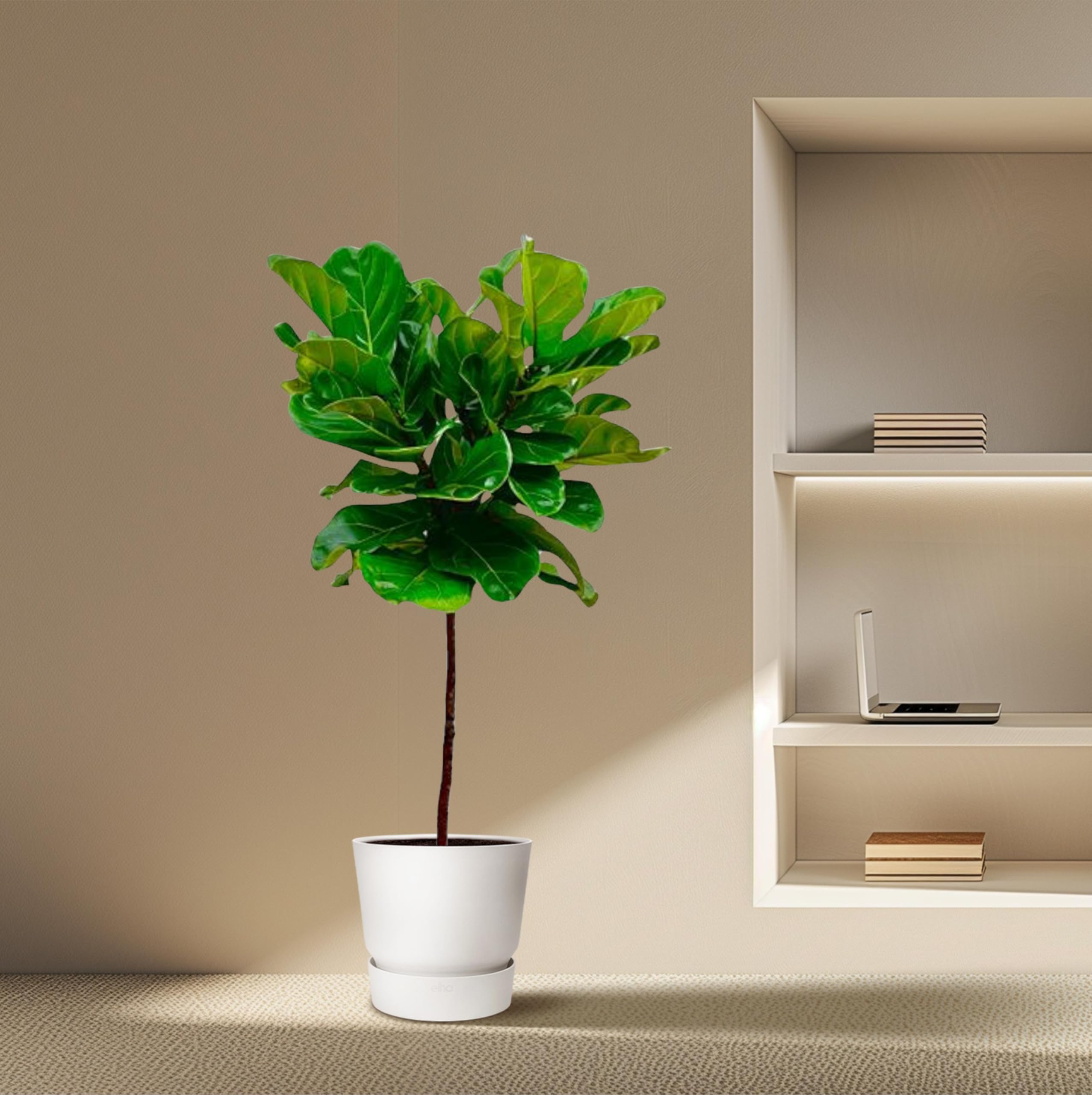 Ficus Lyrata am Stamm - 115-130cm - Ø24cm - Zimmerpflanze - Immergrün