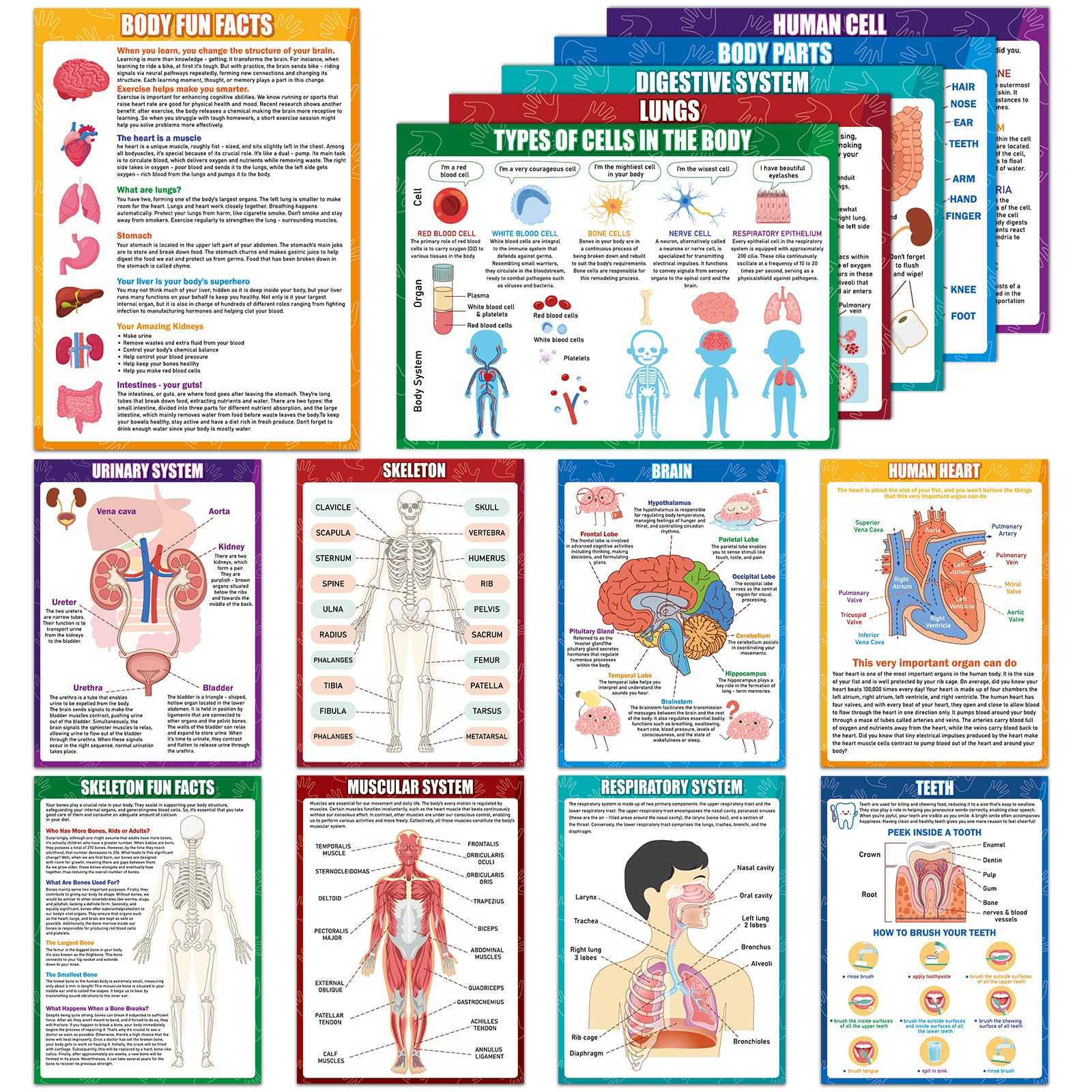 14Pcs Human Anatomy Posters Educational Learn Body Parts physiology study charts Wall Art Print Classroom Decorations for Kids Primary Middle High School Curriculum Homeschool Activity 11 x 14.7 In