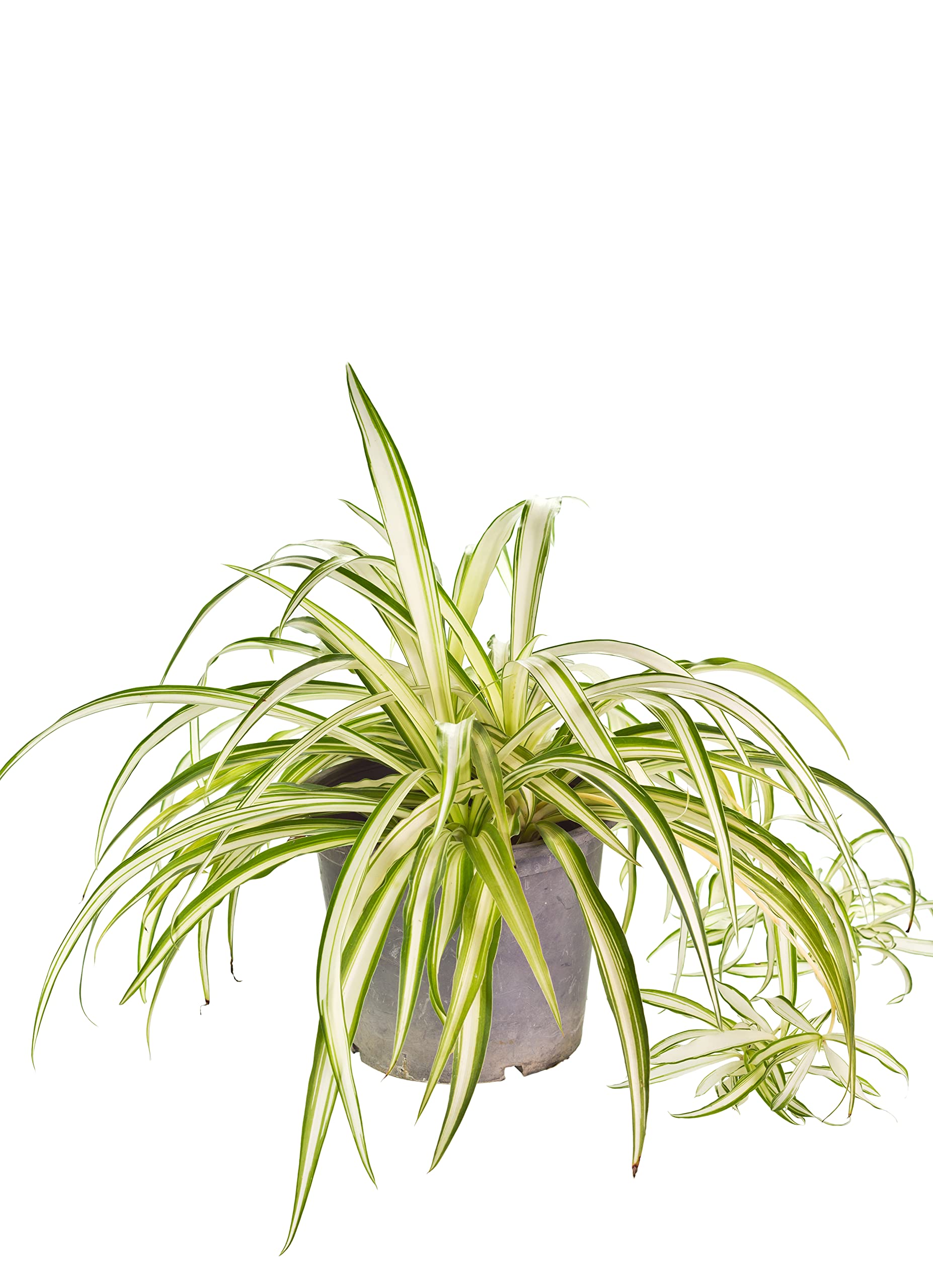 All Occasions, Chlorophytum Variegatum - Spider Plant Real Indoor Plant for Home, Bedroom, Kitchen and Living Room, Perfect for Clean Air, Delivered Next Day Prime