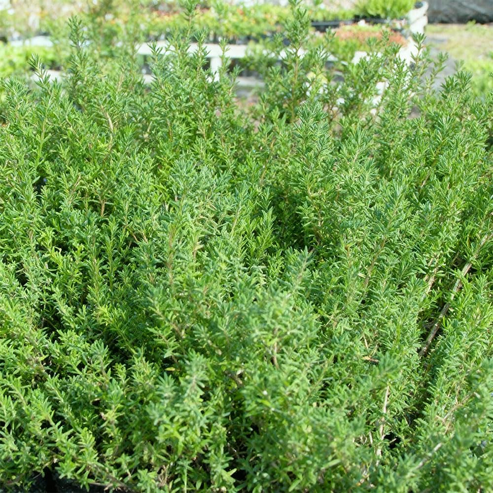 Thyme Seeds โ Timo di Provenza โ Aromatic French Thyme Italian Variety โ Perennial Herb for Meat, Fish & Roasts โ Easy to Grow