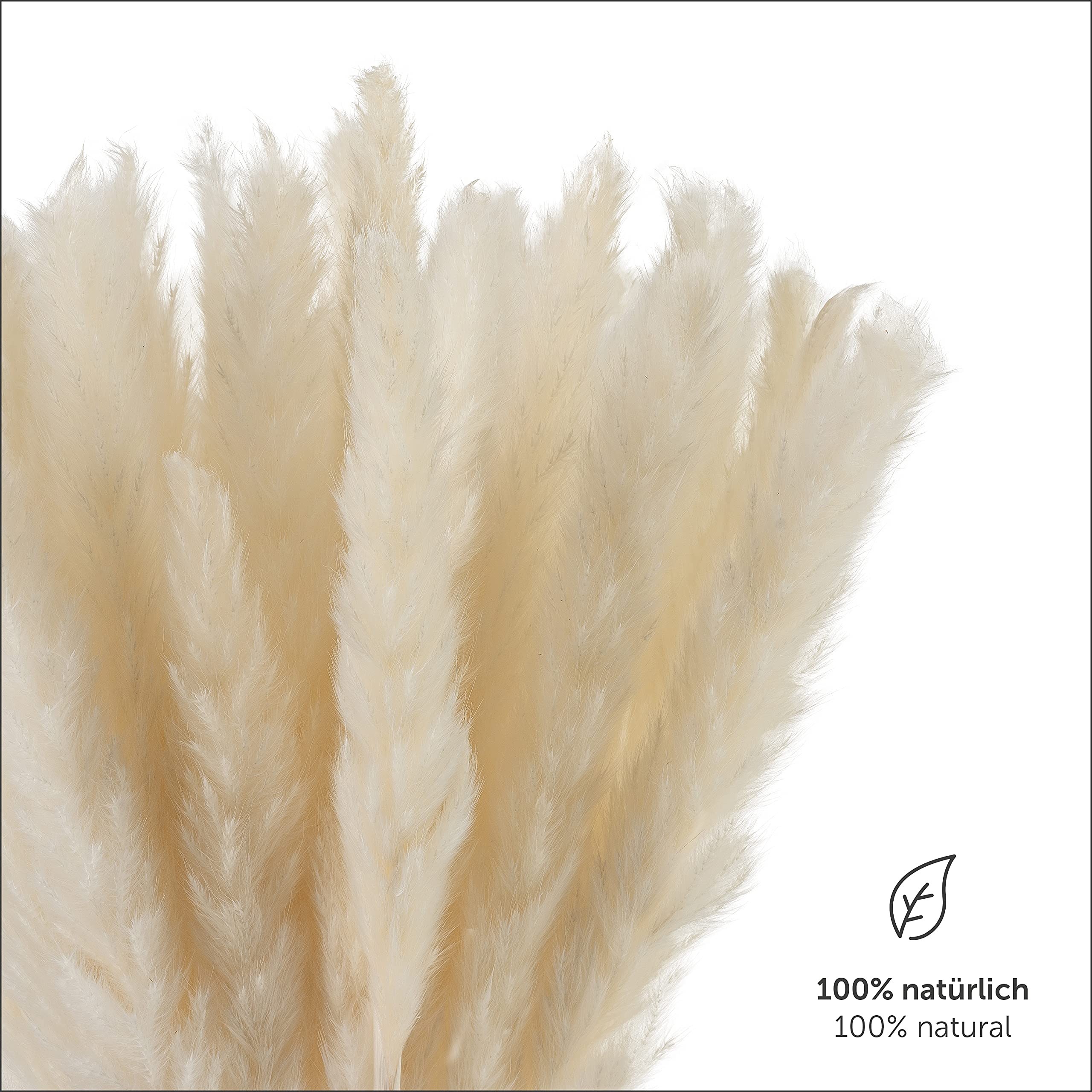 Blumtal Plante Artificielle Interieur - 100 Fleurs séchées - Bouquet Fleurs séchées - Decoration Pampa - Pampas sechees Decoration - Deco Maison - Plante Pampa 100% Naturelle - Blanc