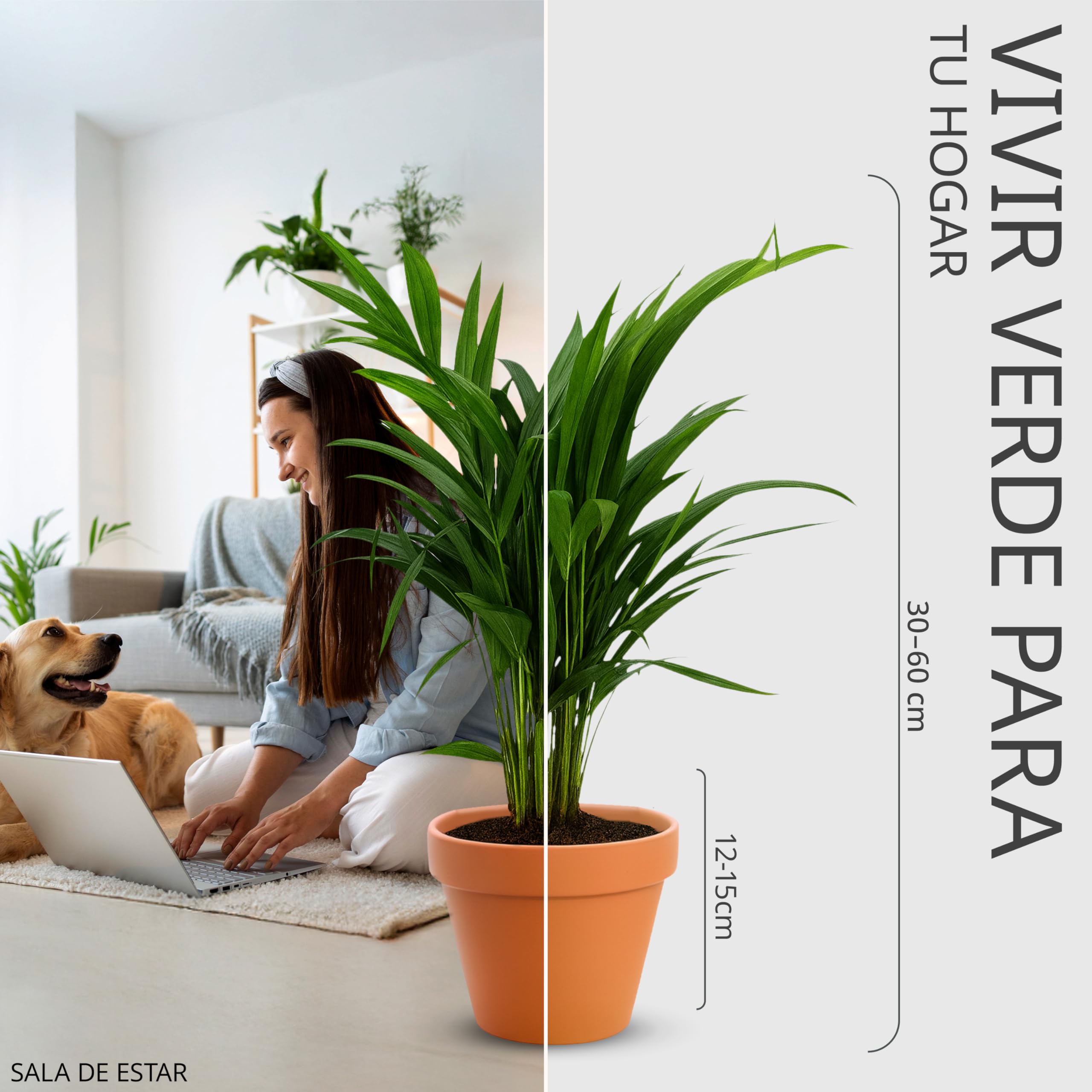 Set de 5 Plantas “Apto para Mascotas”, +/- 30–60 cm, ø 12–15 cm maceta, Palmera de Salón, Planta de Plátano, Palmera Areca, Árbol del Dinero, Calatea, no tóxico y apto para mascotas — view 4