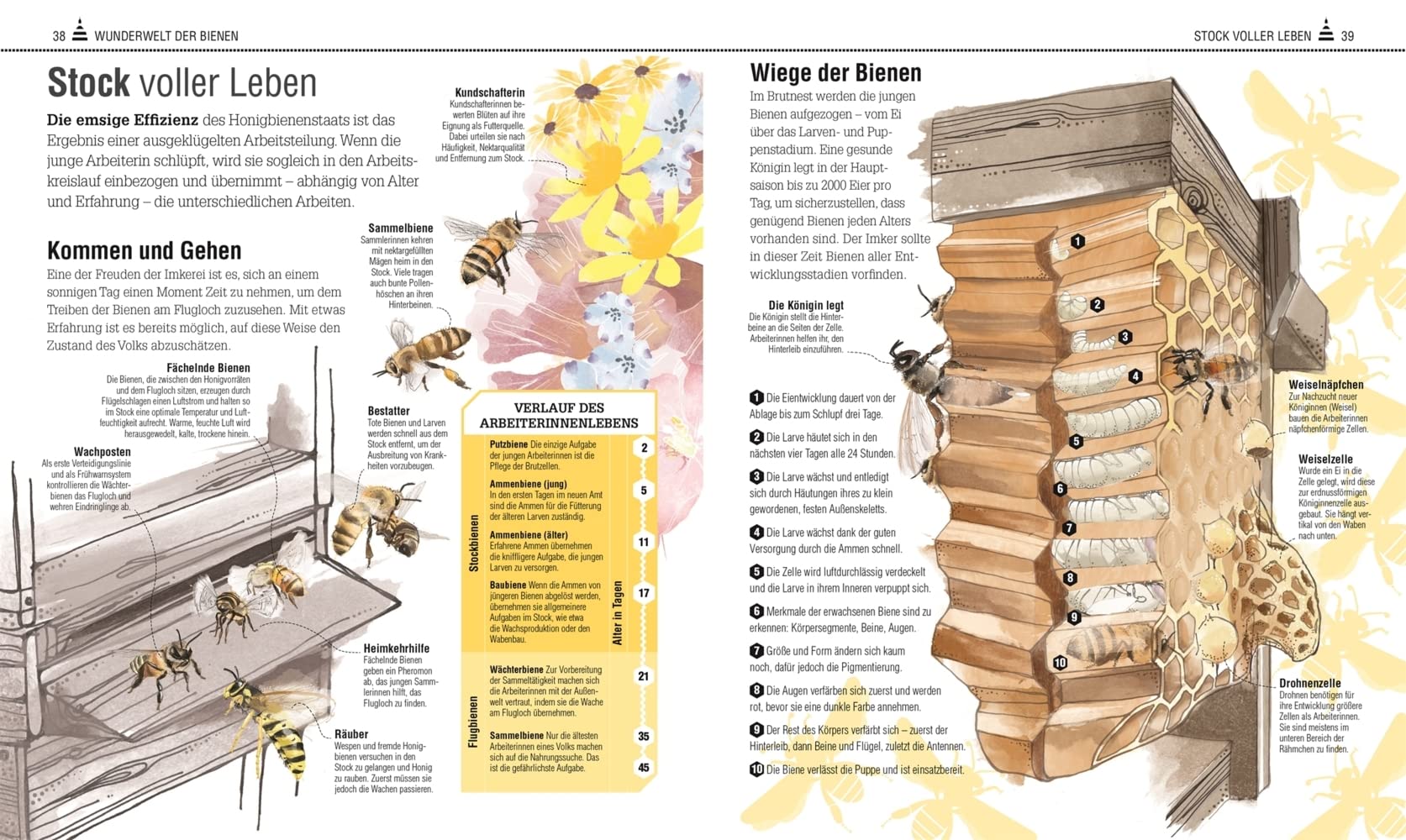 Das Bienen Buch: Bienen verstehen, schützen und halten