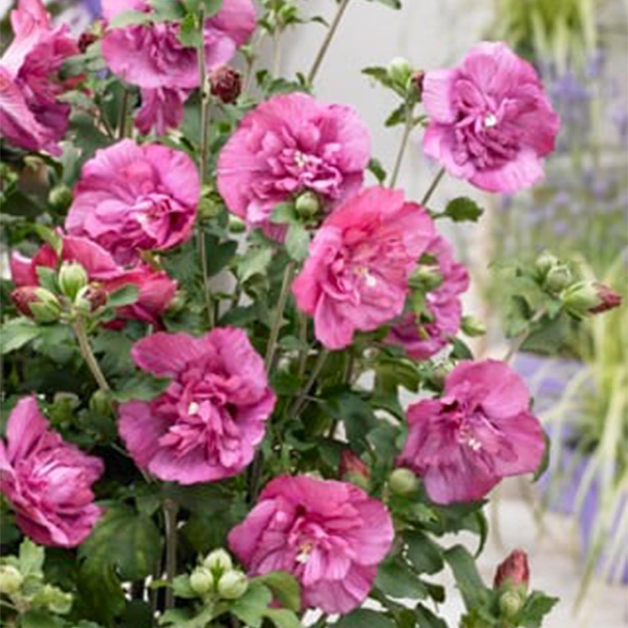 Hibiscus syriacus magenta szyfon – kwitnąca roślina łodyga z kwiatami w kolorze magenty – rzucająca liście i łatwa w pielęgnacji – doniczka Ø 19 cm – wysokość ok. 90 cm – na taras i balkon