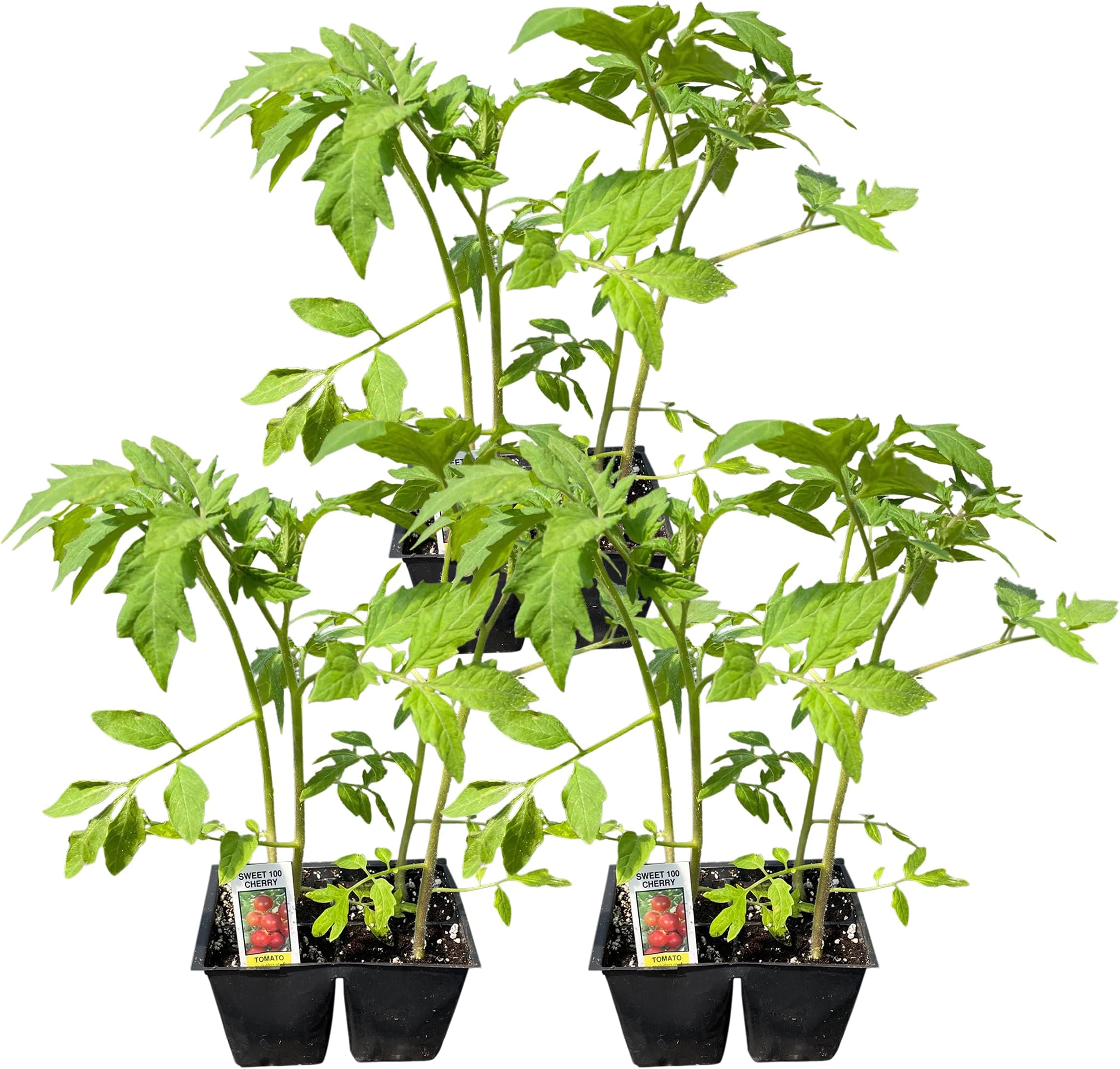 4" Tomatoes - Cherry (3 Per Pack)