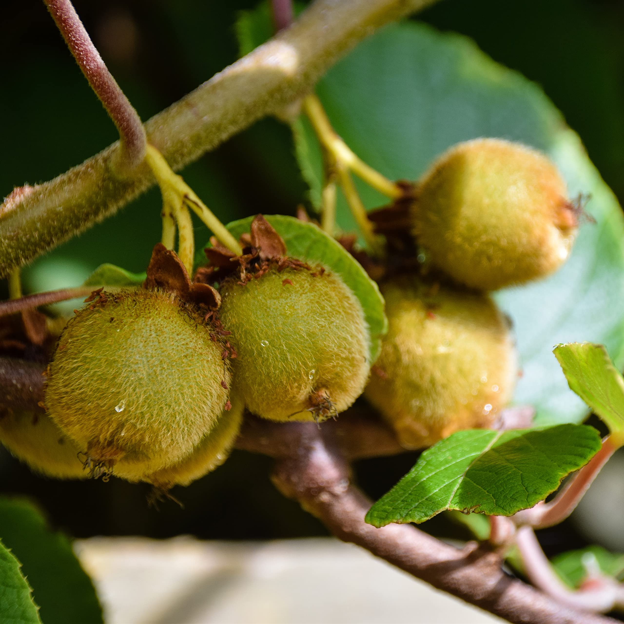 Kiwi Fruit Plant 'Jenny' Actinidia Arguta Self Fertile Chinese Gooseberry Hardy Perennial Easy to Grow Your Own Outdoor Garden Flower Plants 1x 3 Litre Potted Plant by seeds