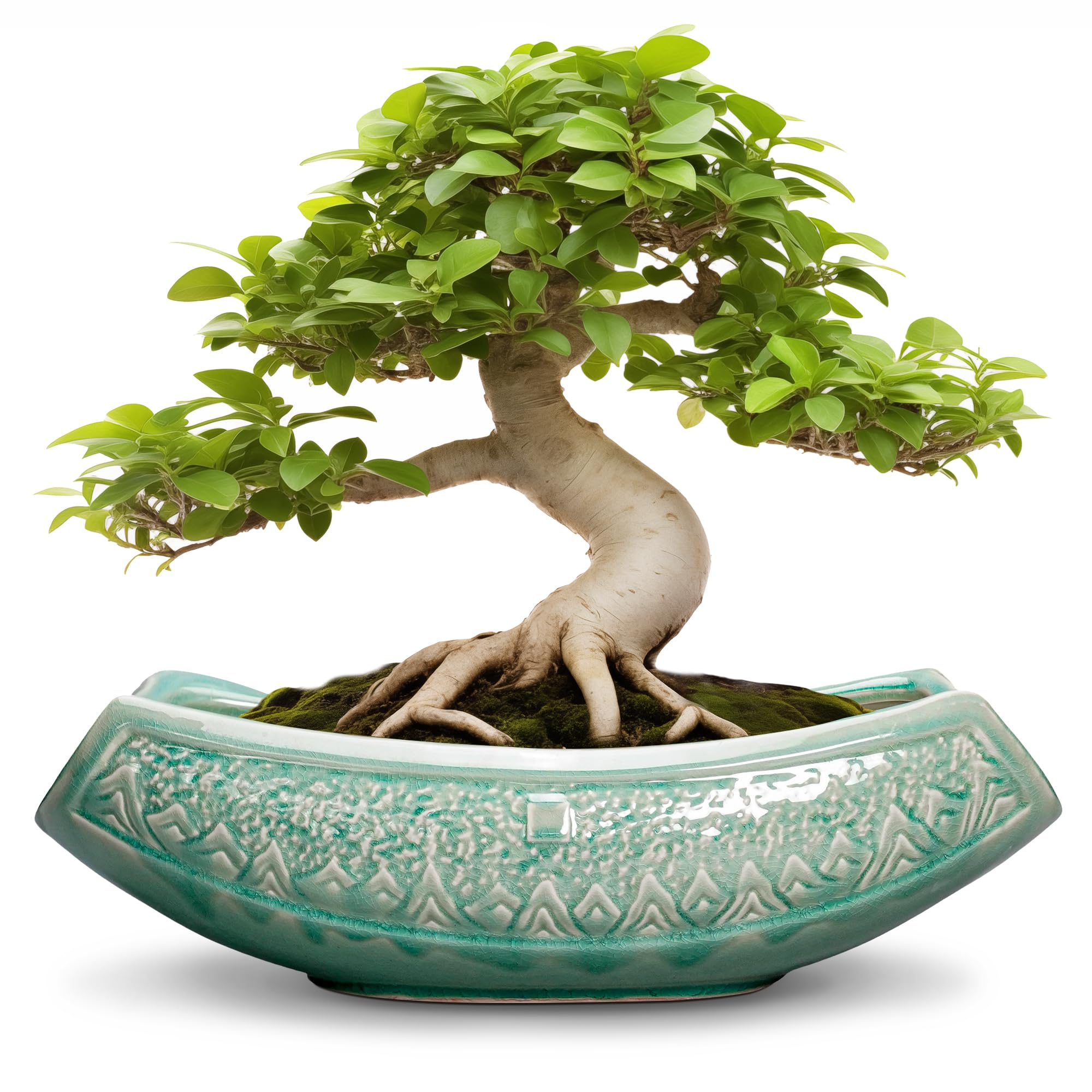 Teagas 18 Inch Ceramic Bonsai Tree Pot