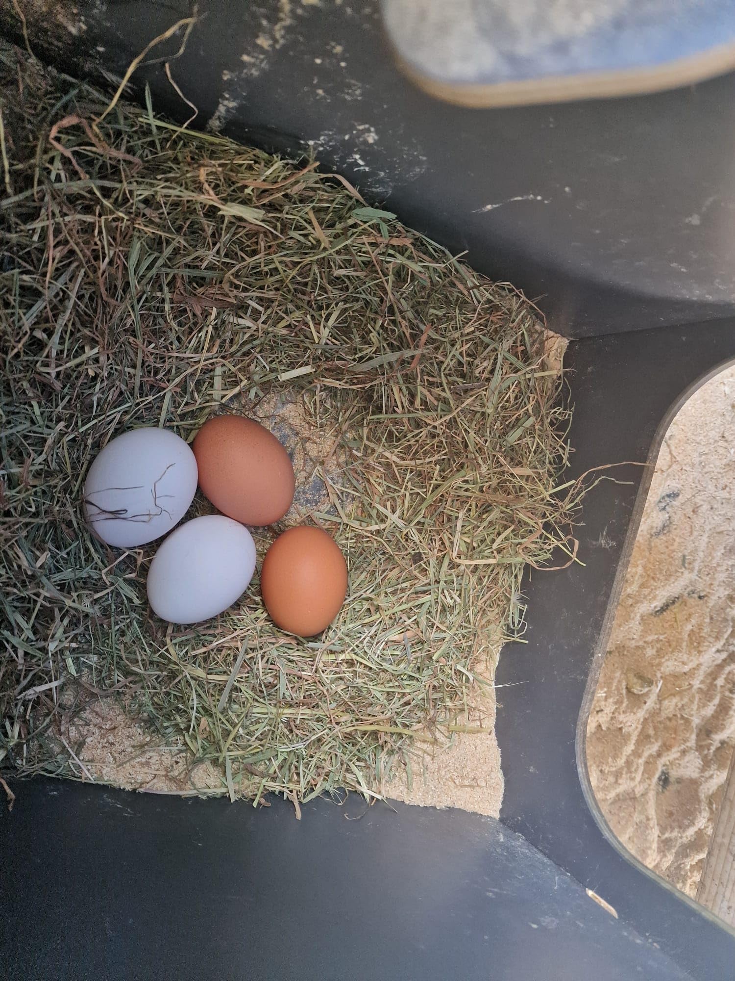 Gallinero para 6 gallinas ponedoras, laminado HPL, antiácaros, modelo POLLY CLASSIC gris, tamaño L, con cajón extraíble, 2 perchas y 2 nidos