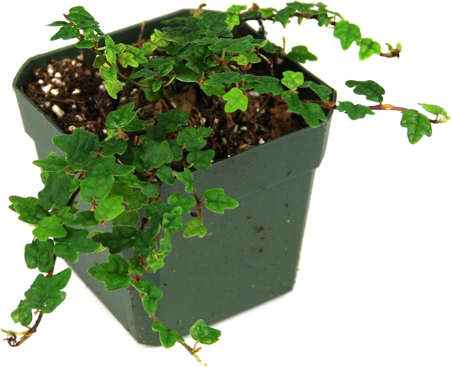 Ficus pumila 'Quercifolia' - String of Frogs