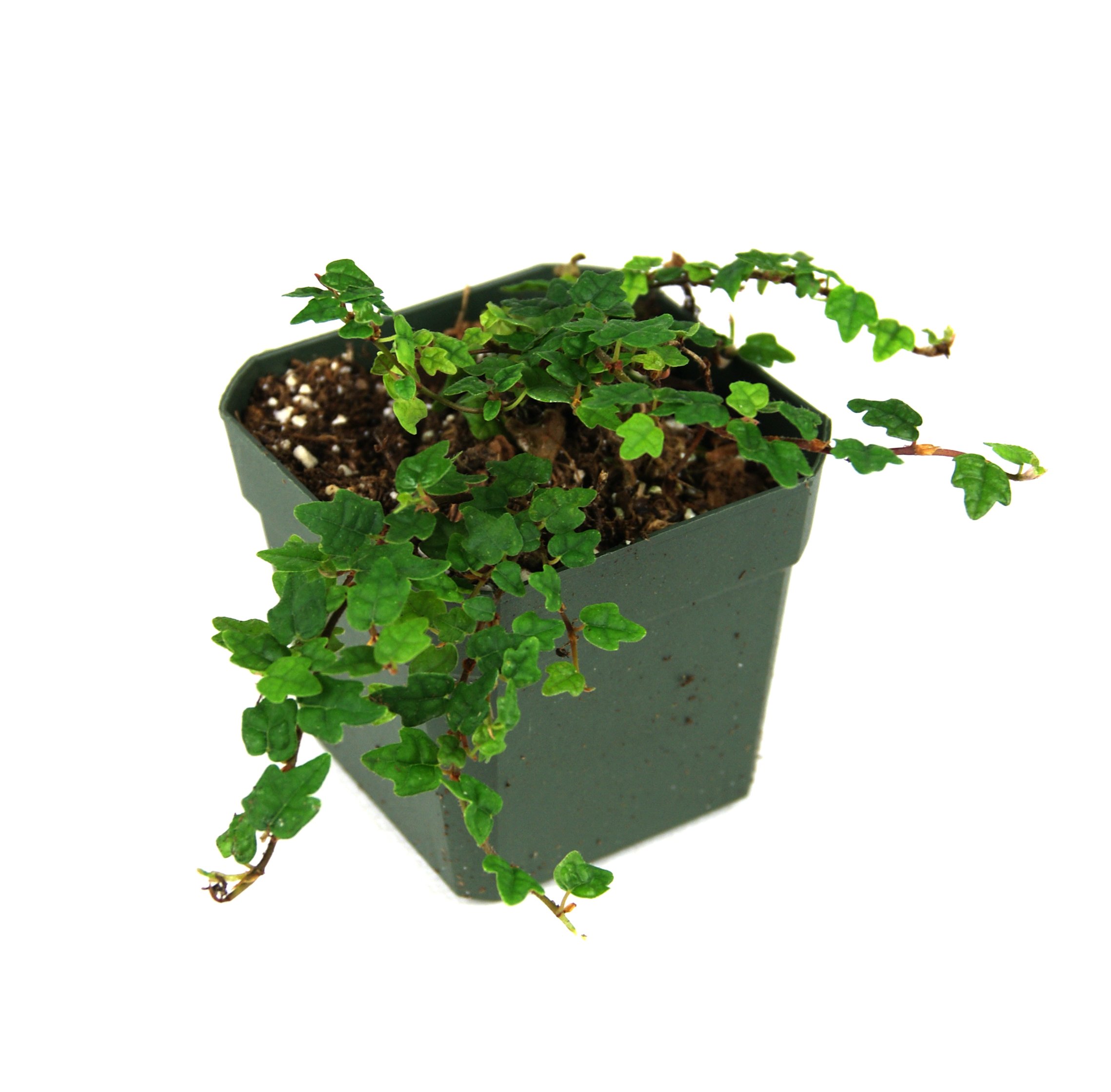 Josh's Frogs String of Frogs Creeping Fig