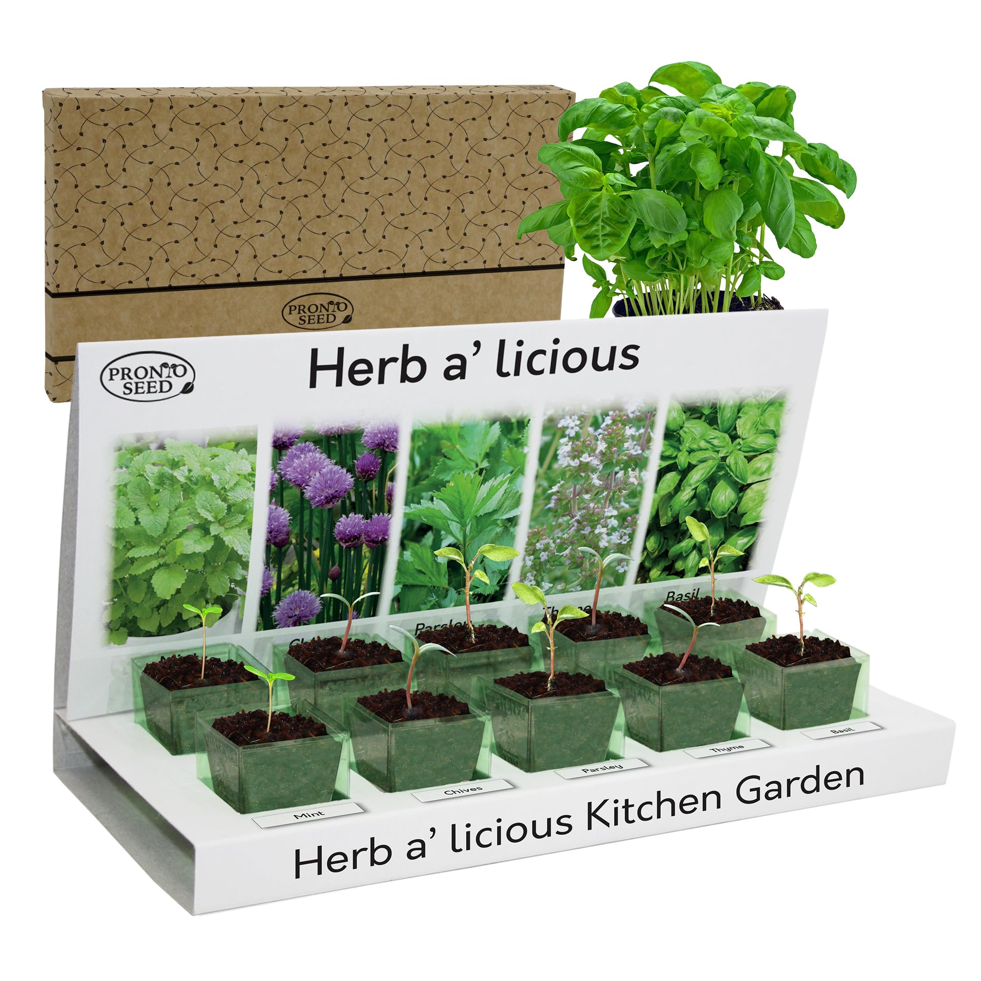Grow Your Own Herbs Kit with 5 Seeds Varieties - Indoor Growing Set - Mint, Chives, Parsley, Thyme, Basil Seeds - Gift for Women, Men - Beginner-Friendly (Herbs Kit)