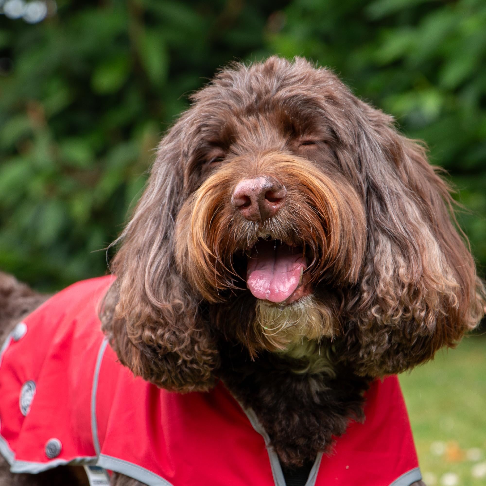 Ancol Stormguard Soft Shell Dog Coat in Bordeaux, Waterproof Pet Rain Jacket with Zipped Harness Hole - Image 3