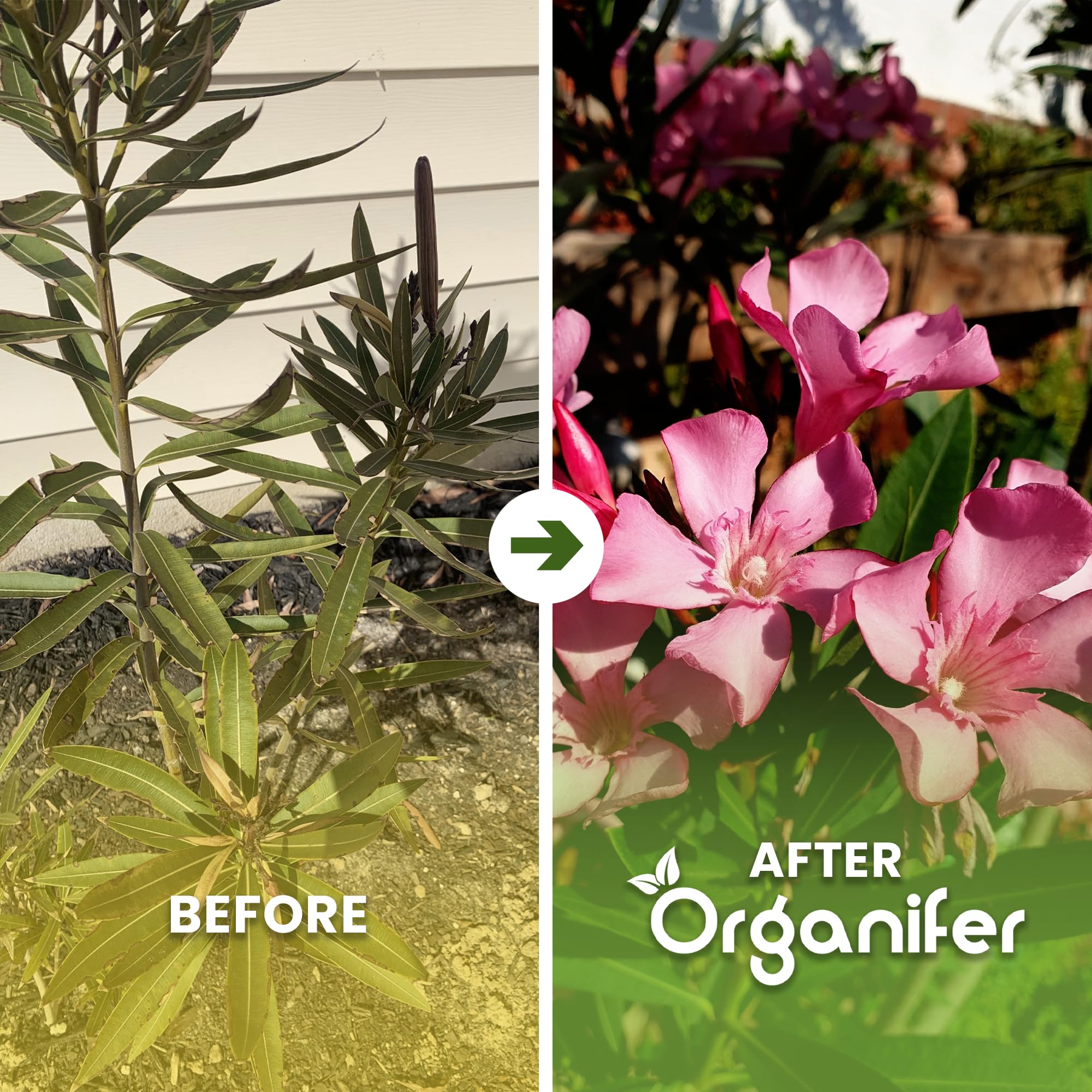 Fertilizzante liquido organico 2x1L per oleandro – radici forti e piante sane – Organifer