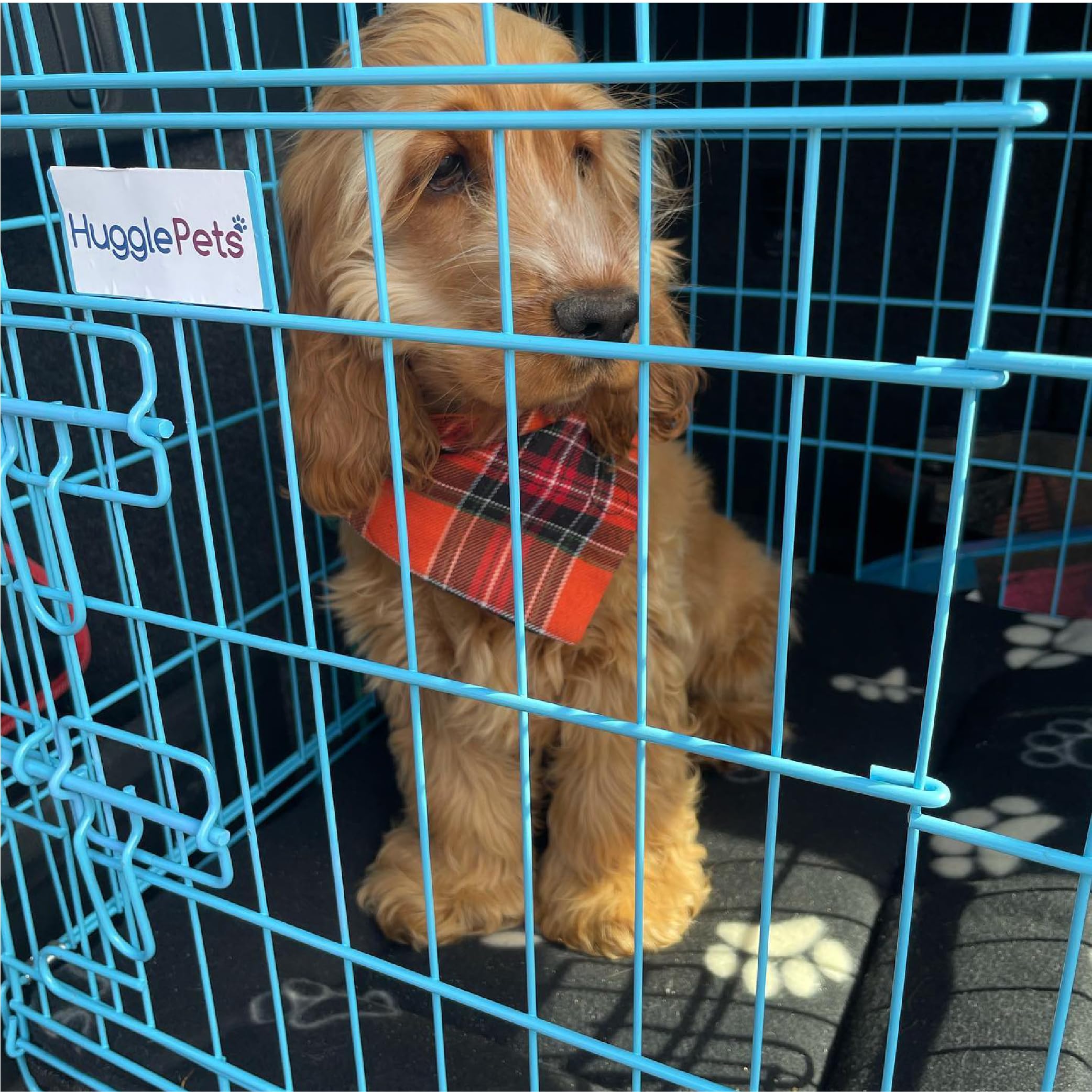 HugglePets Niebieska metalowa klatka dla psa szczeniaka składana średnia 76 cm podwójne drzwi z zamkami, samochód dom i skrzynia podróżna