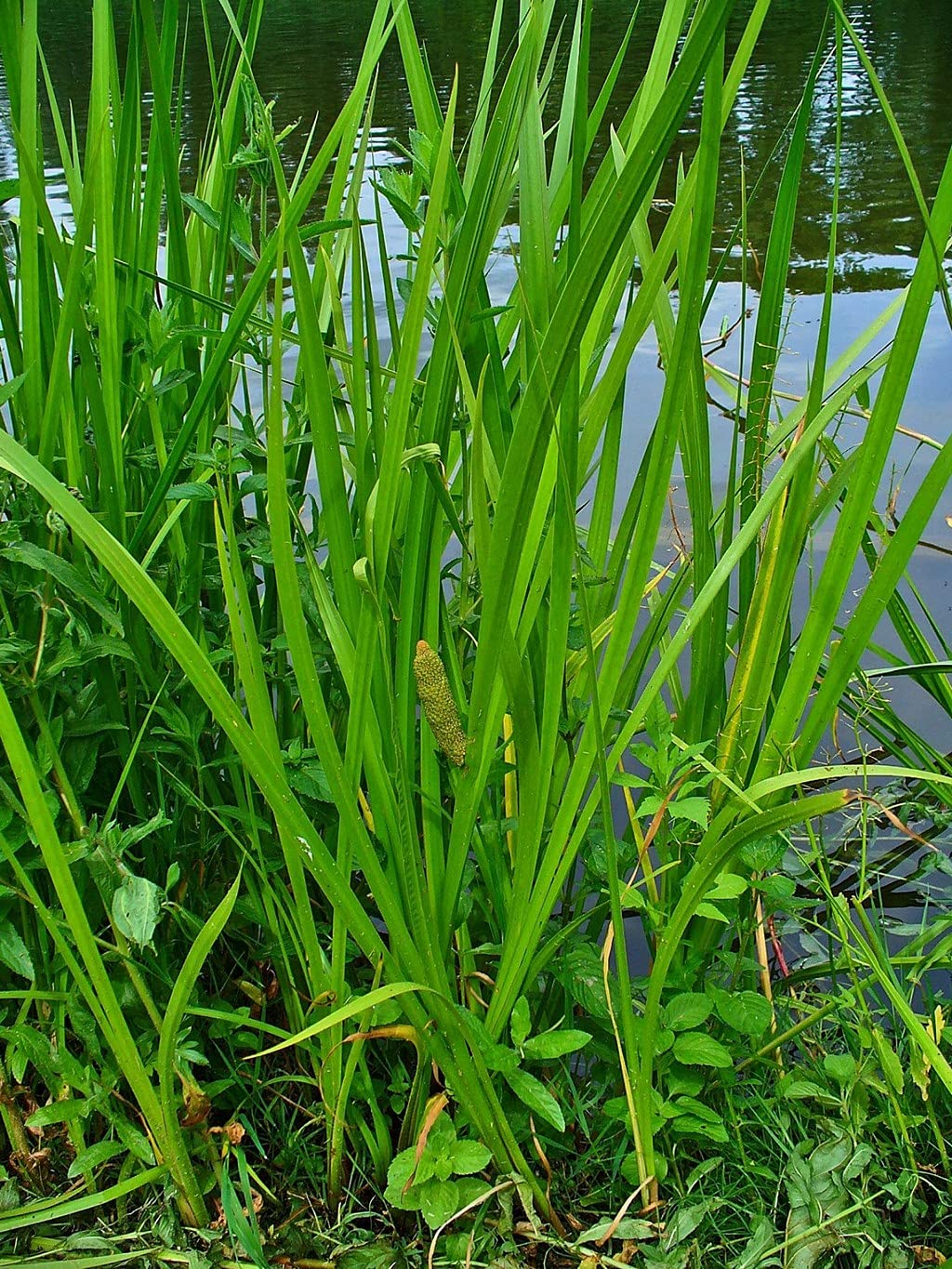 See full amazon price history chart for Ohhsome Gardens Rare Calamus Sweet Flag Vayambu Acorus Medicinal 1 Healthy Live Plant (Acorus Calamus) (Healthy Plant) Ohhsome Gardens Rare Calamus Sweet Flag Vayambu Acorus Medicinal 1 Healthy Live Plant (Acorus Calamus) (Healthy Plant) (B09HN62ZN1) Amazon Price History, Amazon Price Tracker