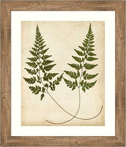 Amanti Art Framed Wall Art Print 28x24 Fern Portfolio I by Francis Heath, Nature Wall Art, Vintage Decor, Medium Poster Painting Artwork for Living