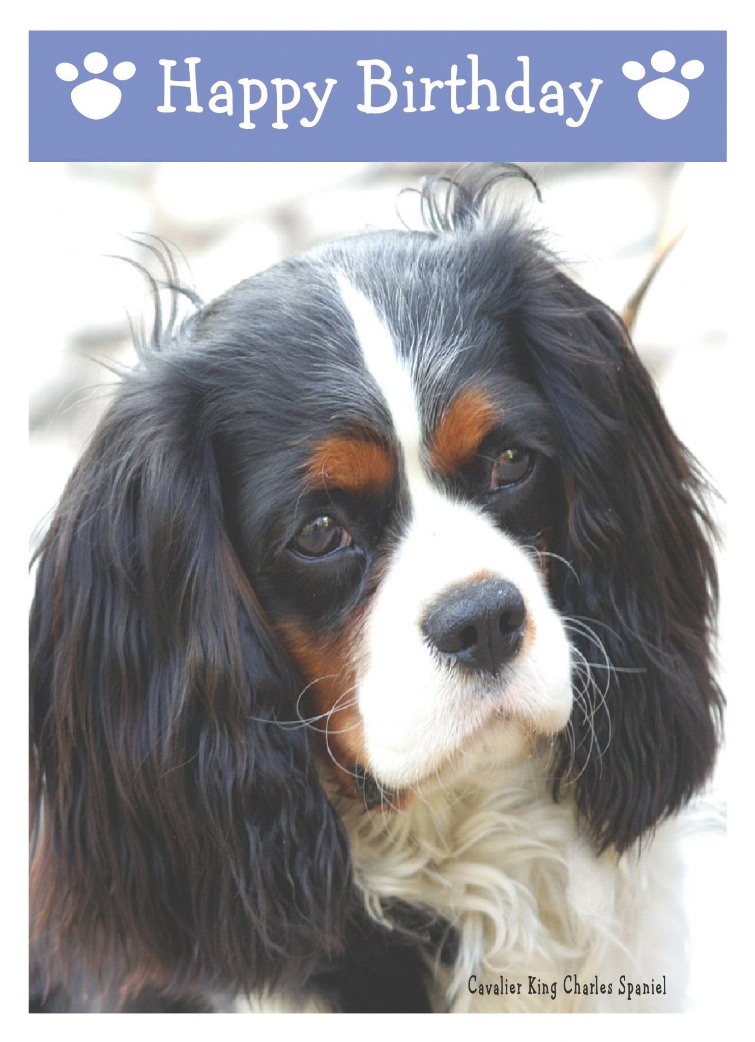 Cavaler Kng Charles Spanel Brthday Card (7X5 Nches, Blank Nsde - View #5