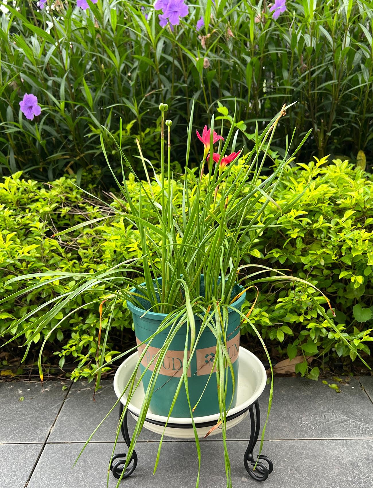 2 Stück Metallständer für 25,4 oder 30,5 cm große Gartenkugeln, Metallständer für Pflanzen- oder Blumentopfhalter, Vogeltränken-Schalenständer, 12,7 cm hoch, Schwarz