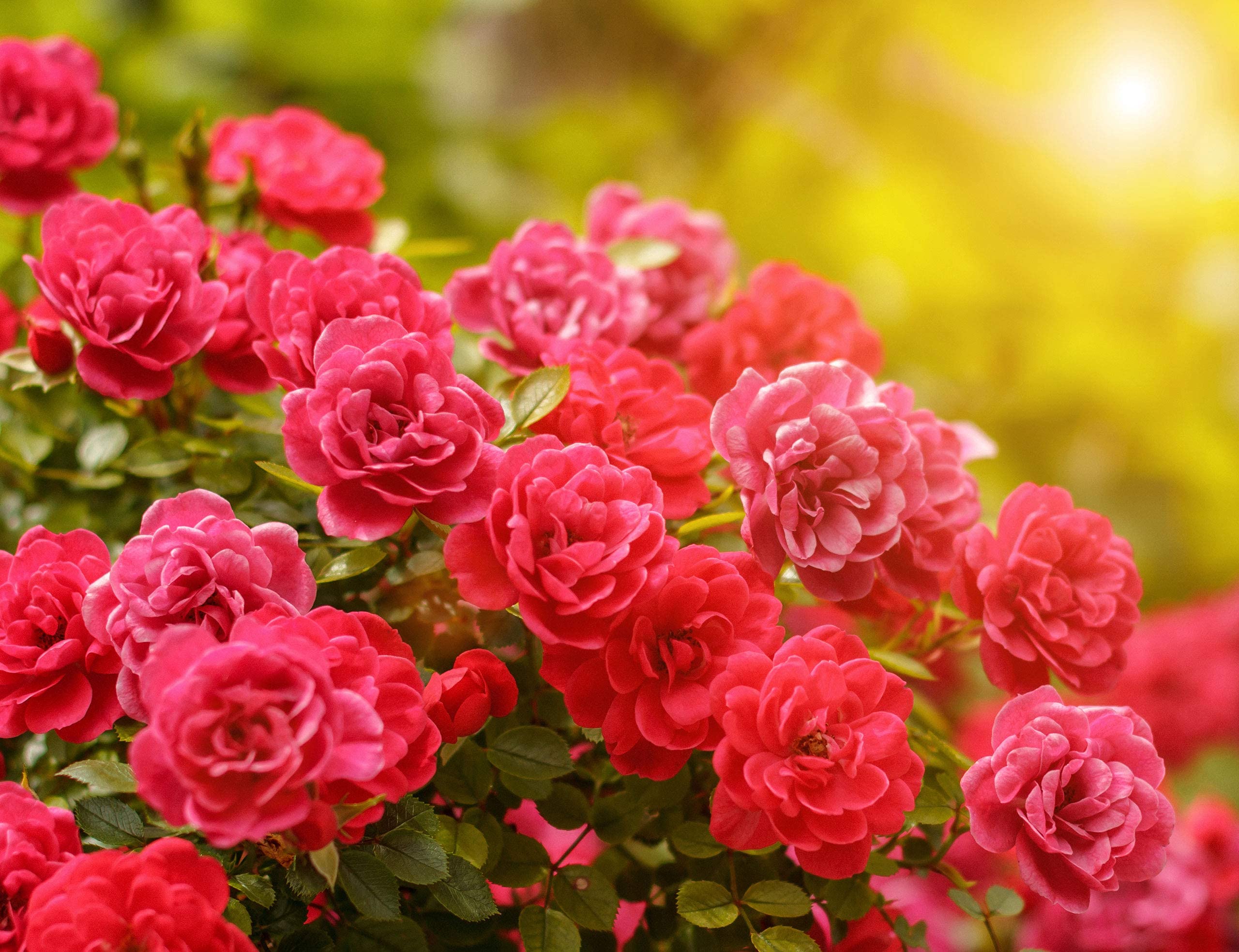 CULTIVERS Engrais Spécial Roses et Grimpeurs 5 Kg - Engrais Organique 100% Biologique et Végétalien