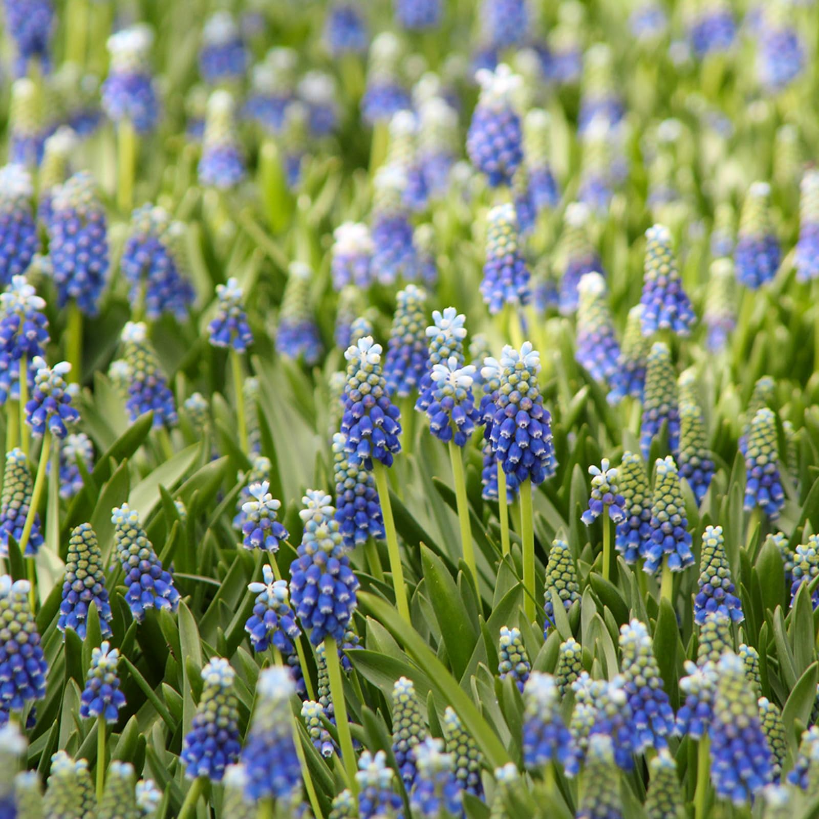 Carbeth Plants - 50 x Muscari Grape Hyacinth Touch of Snow Spring Bulbs