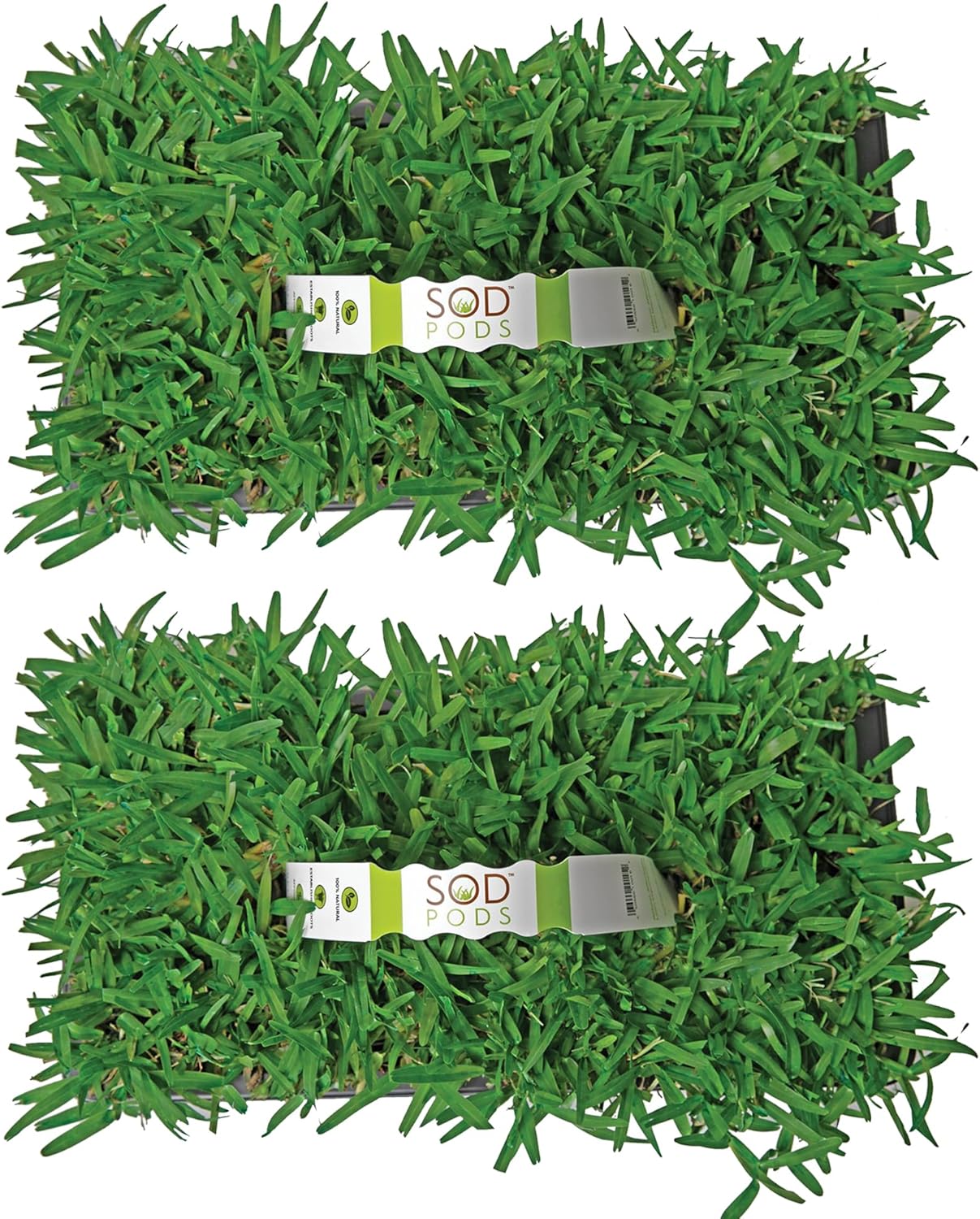 SodPods® St. Augustine Seville Grass Plugs for Lawn Repair, 3" x 3" Each (16-Count) – Cannot Ship to California/Arizona