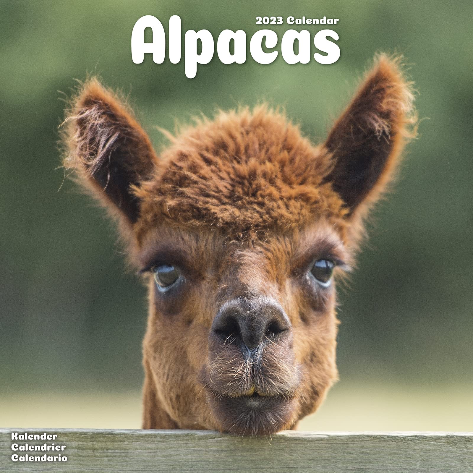 Alpacas Calendar 2023 | Square Animal Wall Calendar - 16 Month Calendar – Wall Calendar, 1 Aug. 2022