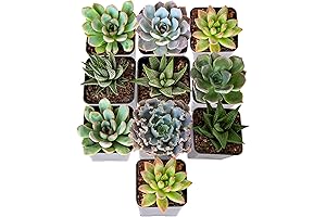 Costa Farms' Live Succulents, a Vibrant Collection of 10 Thriving Plants