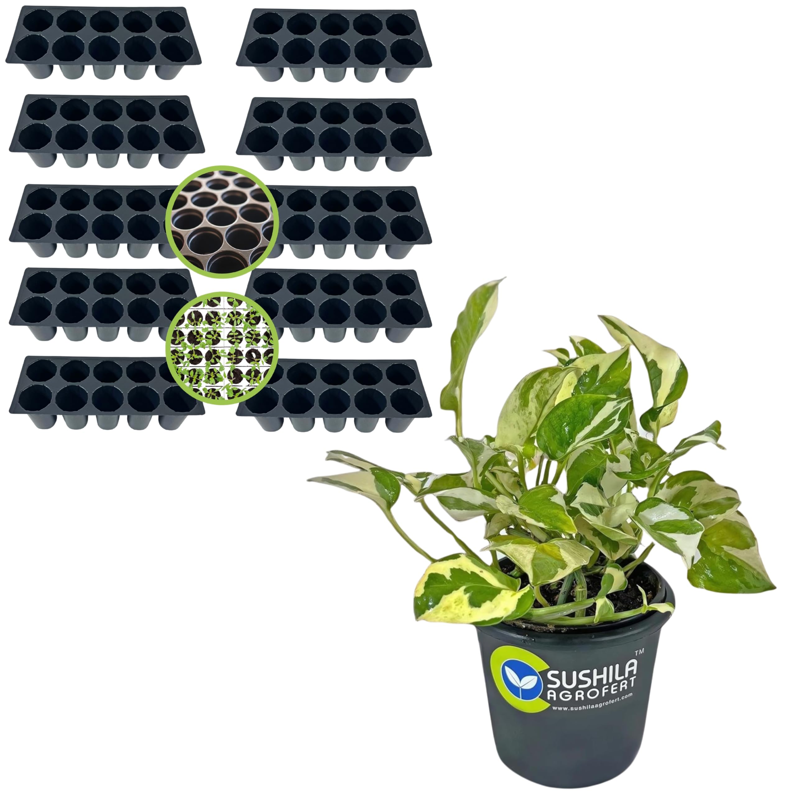 SUSHILA AGROFERT Plastic 10 Cavity Big Size Seed Germination Tray... Black Money Plant N Joy Ornamental Indoor Good Luck Plant-image-39