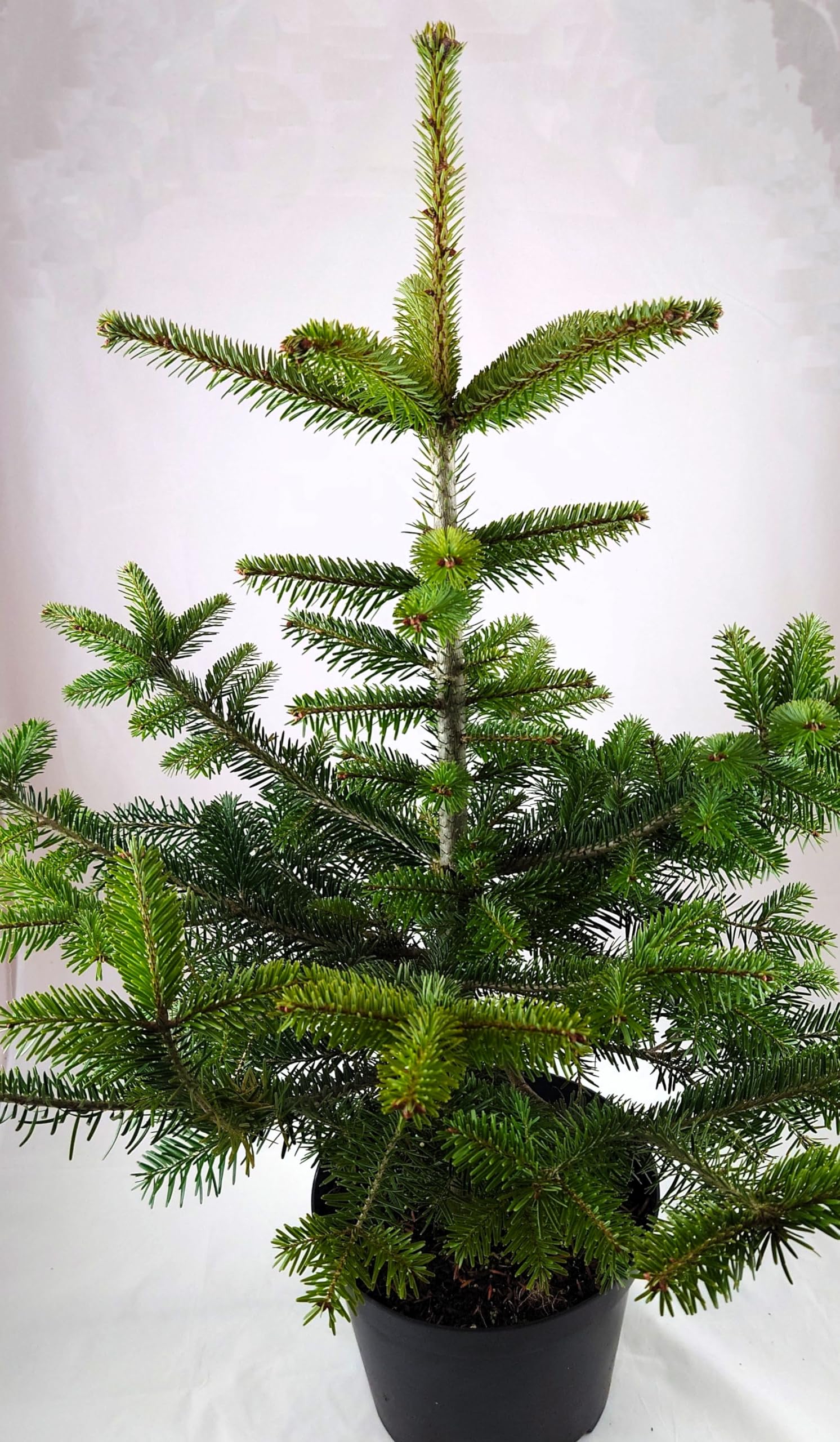 Woodlands Trees Living Nordmann Fir Christmas Tree 2-3ft (60-90cm) - Nordmann Fir Tree