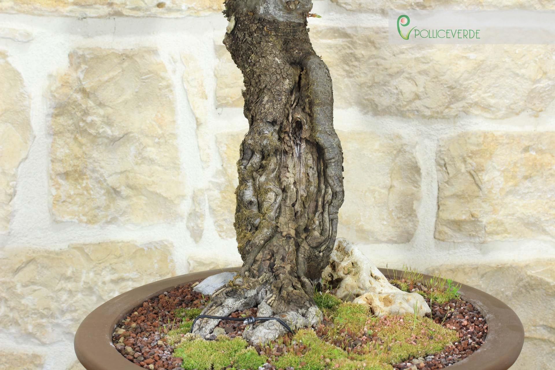 Bonsai di Carpino Nero (2)