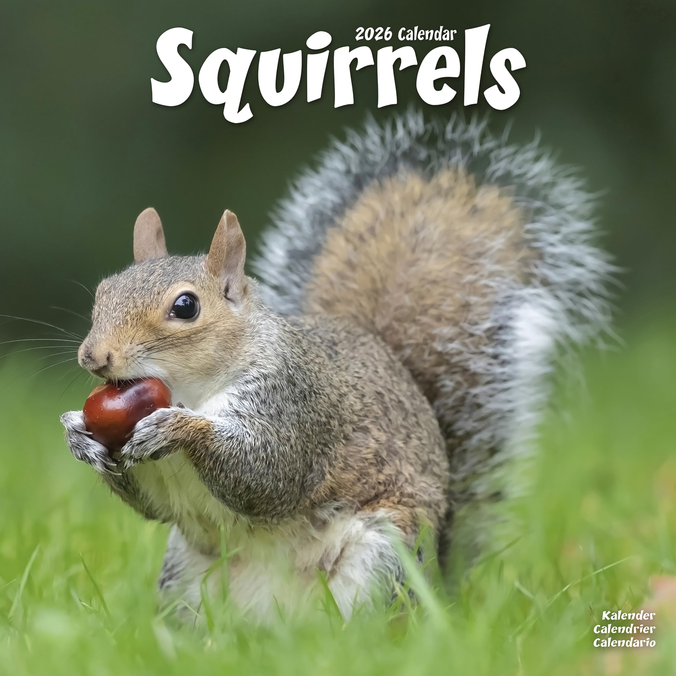 Squirrels 2026 Calendar | Square Wall Calendar | Animal Gift | Plastic Free Packaging | by Avonside Publishing