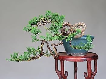 Amazon.co.jp: 四国真柏 懸崖づくり 小品盆栽 【泰寿園 Online】 : DIY